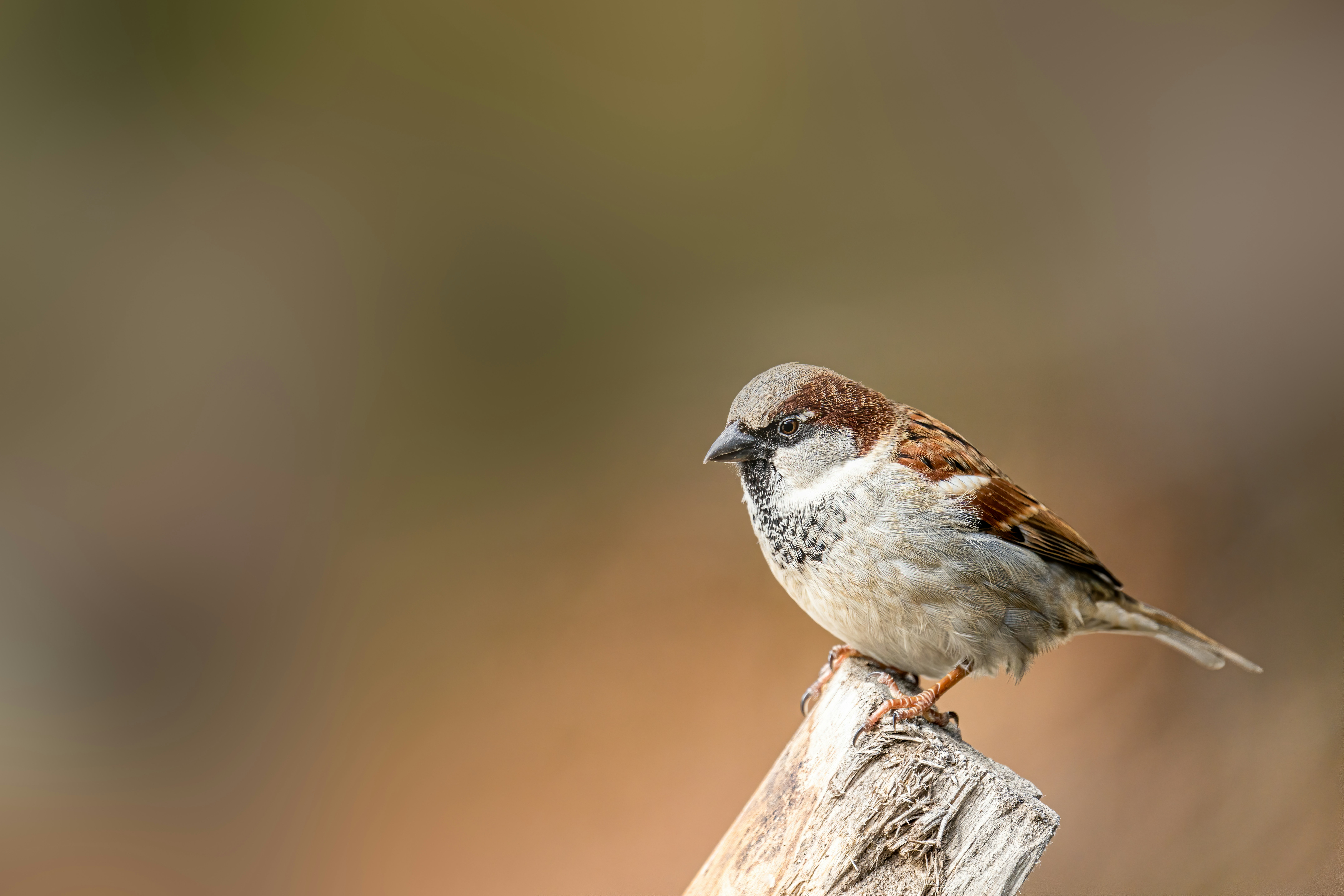 Photo by skylerewing