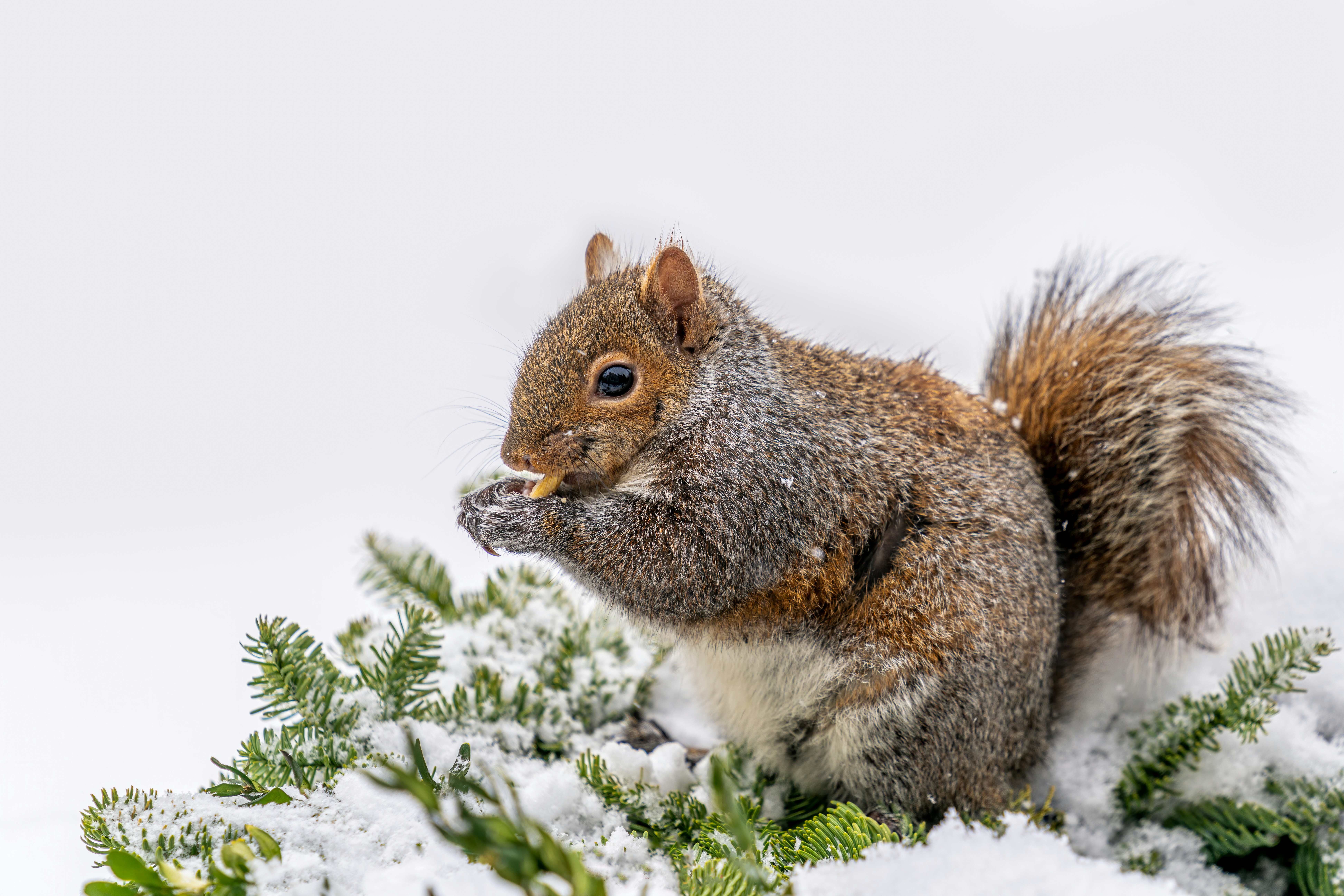 Photo by skylerewing