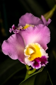 a close up of a flower