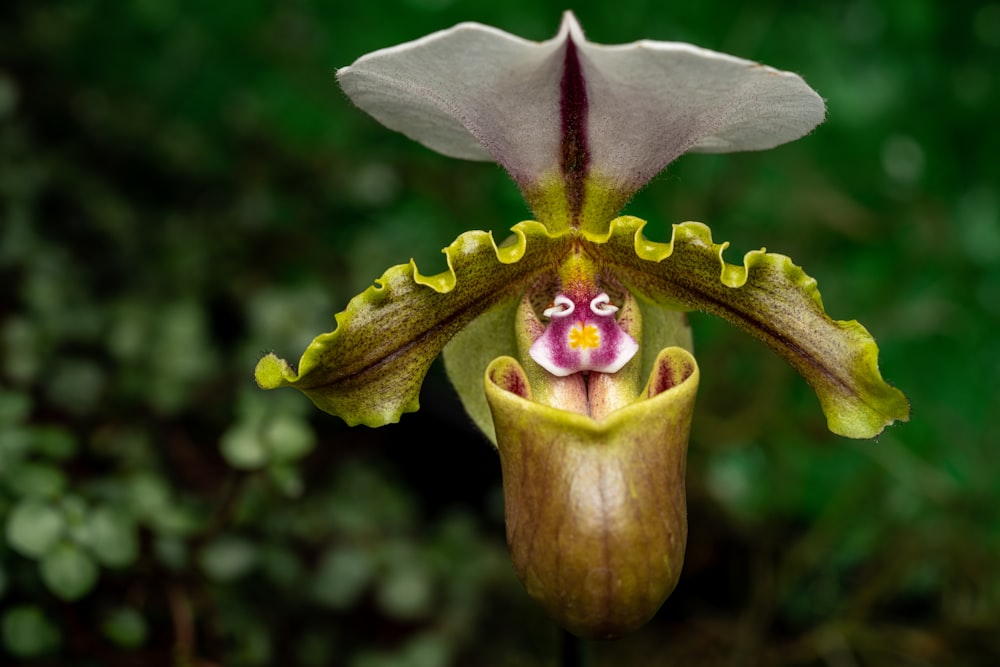 a flower with a cat face