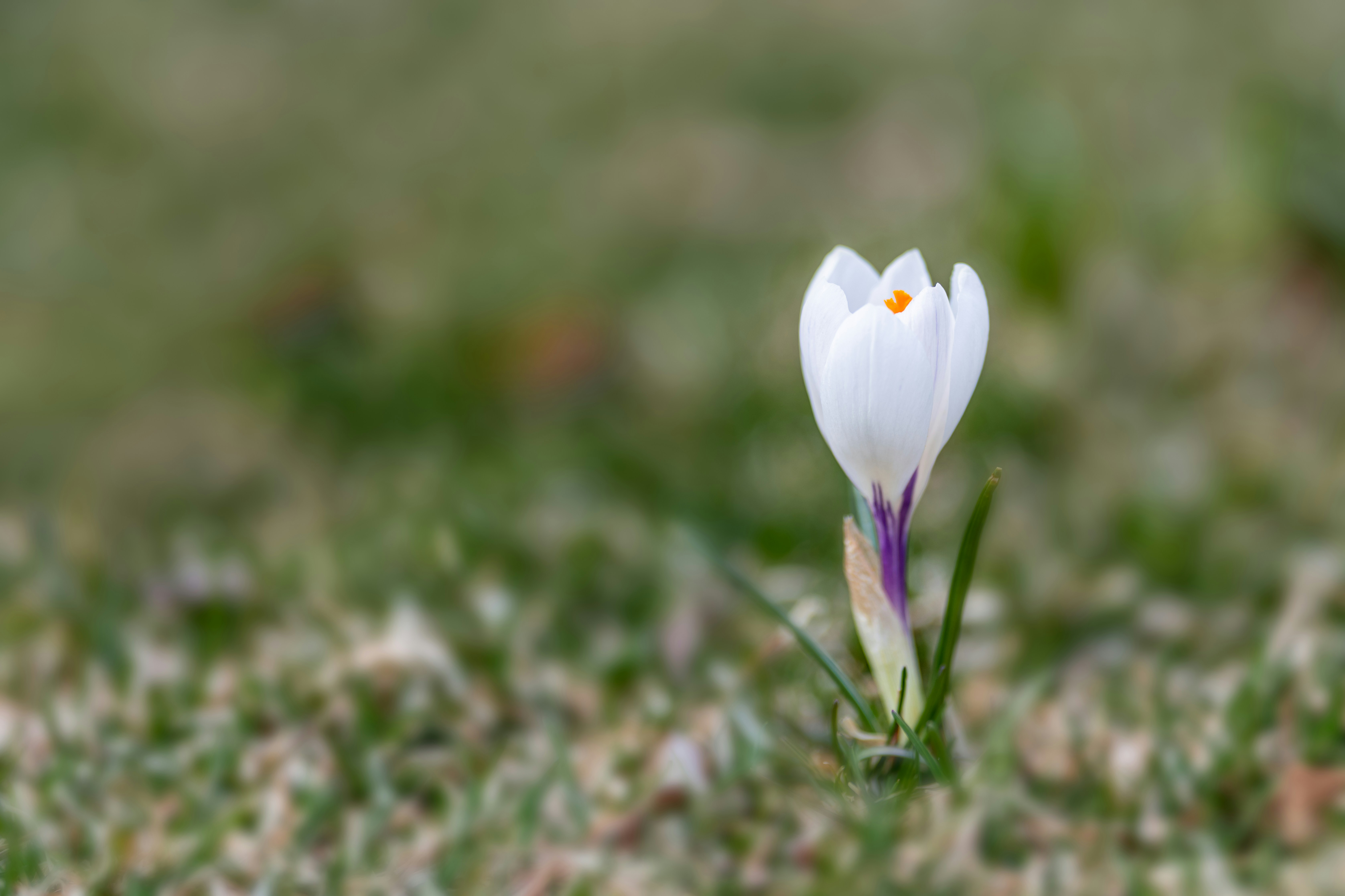 Photo by skylerewing