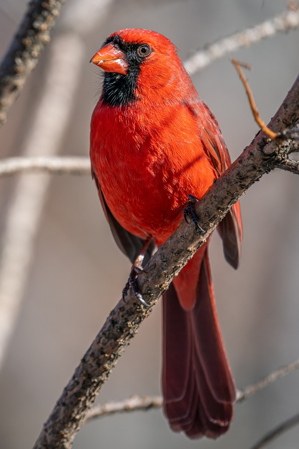 a bird on a branch