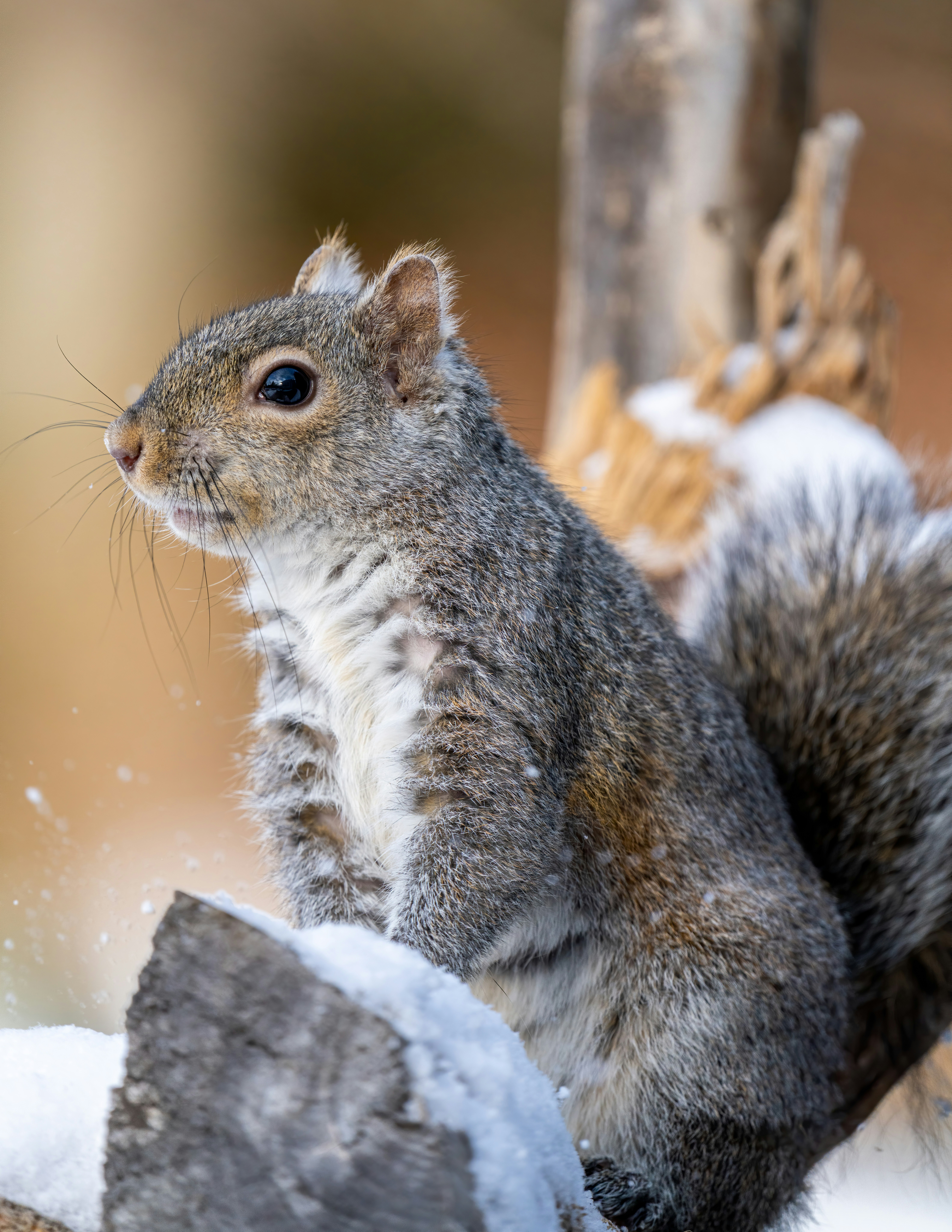 Photo by skylerewing