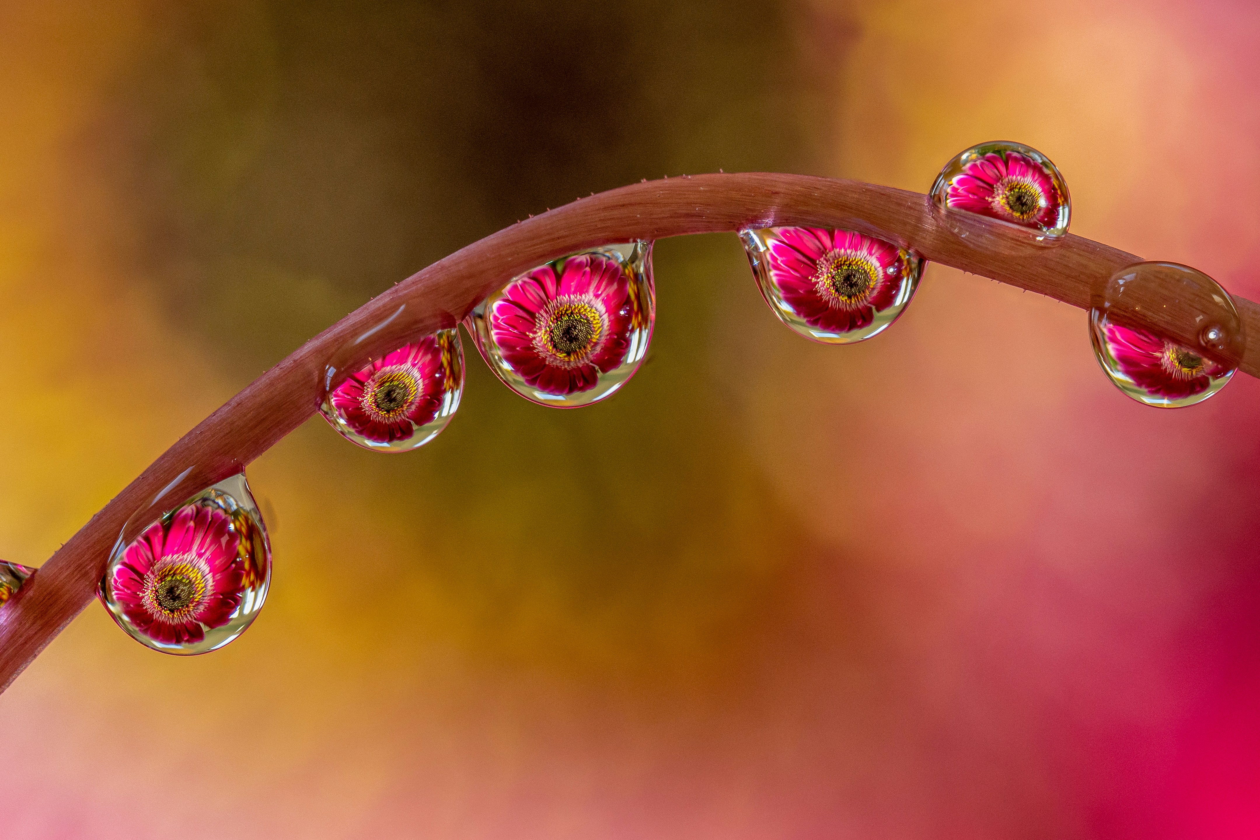 Photo by skylerewing