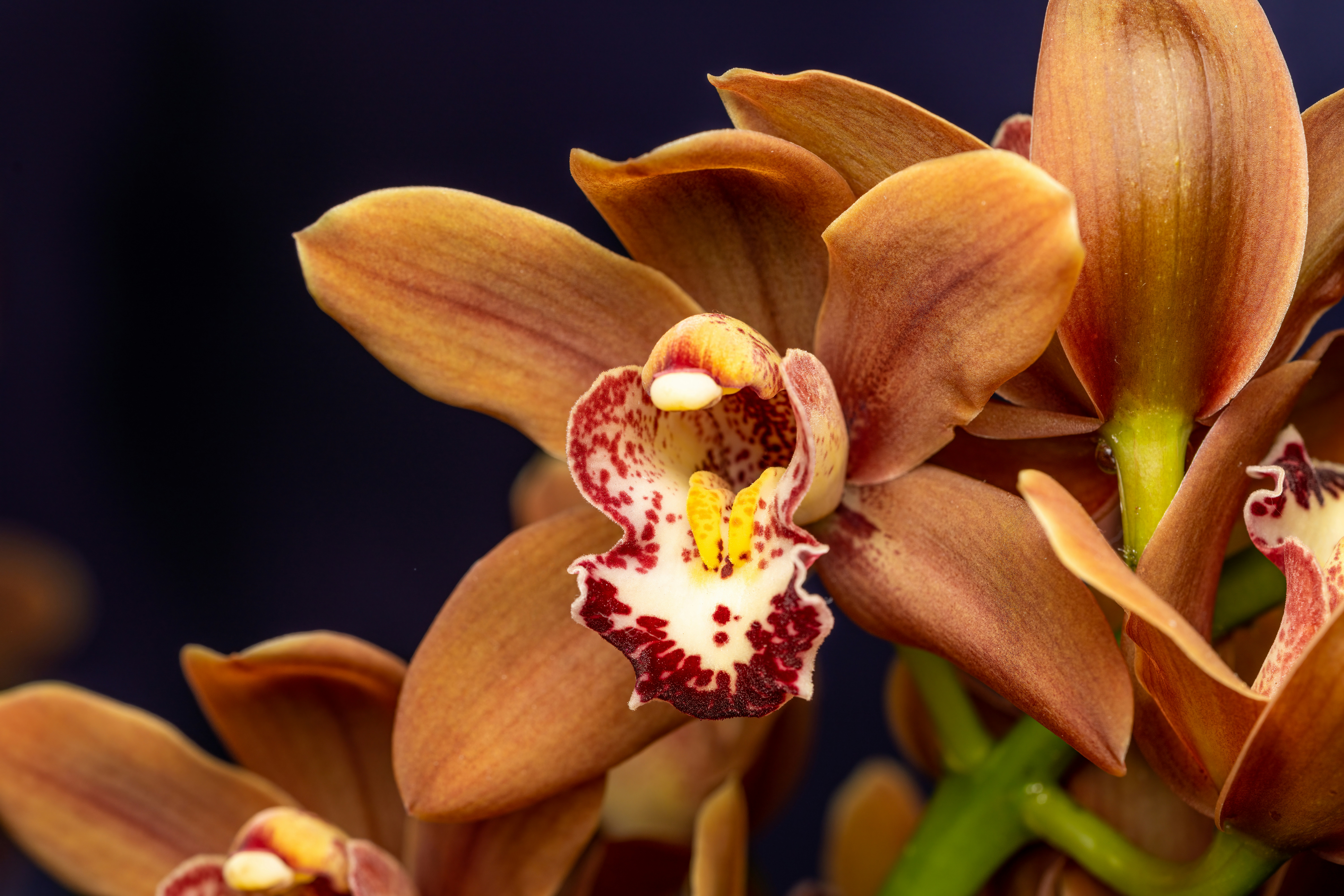 Photo by skylerewing