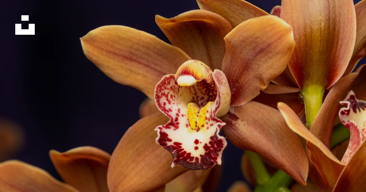 A close up of a flower photo – Free Plant Image on Unsplash