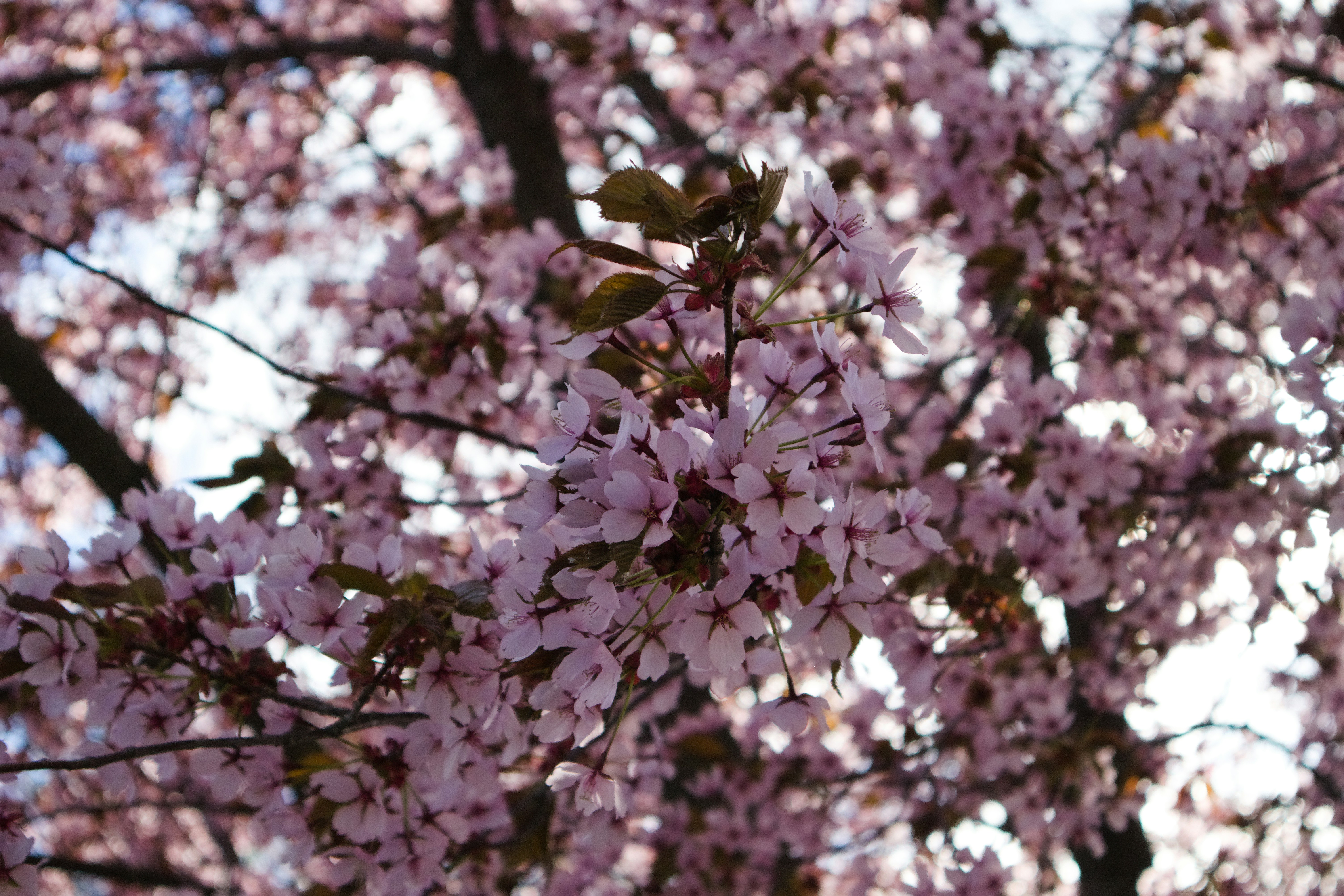Photo by heyitsnapo