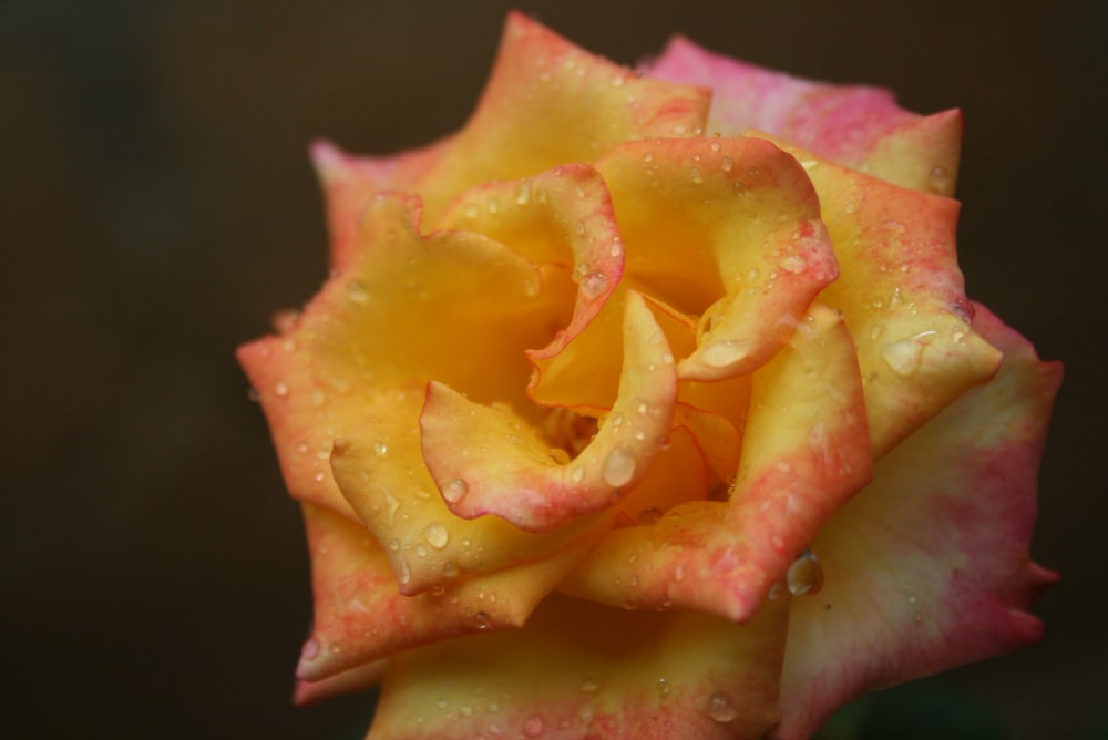 a close up of a flower