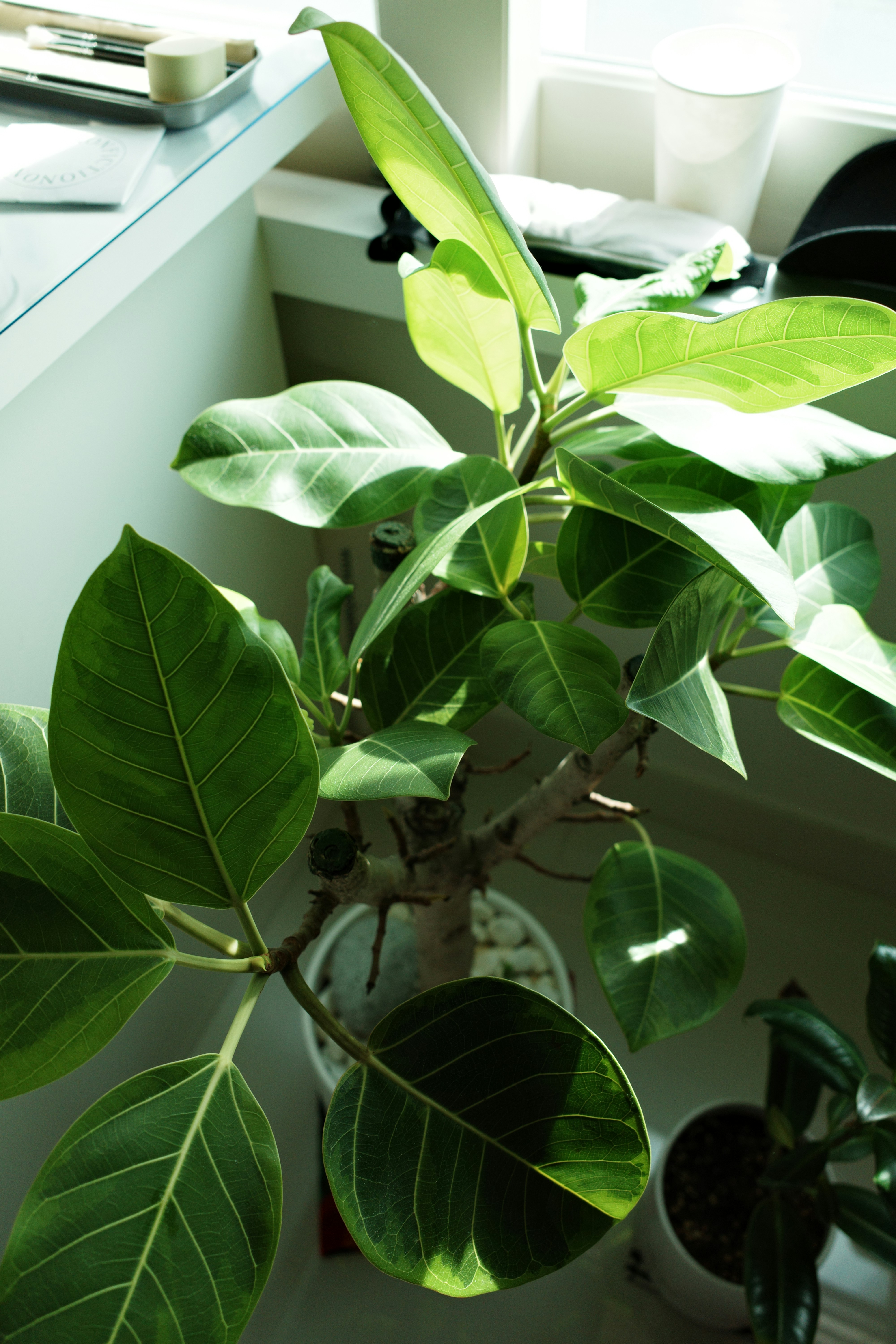 Photo by undermyarchive