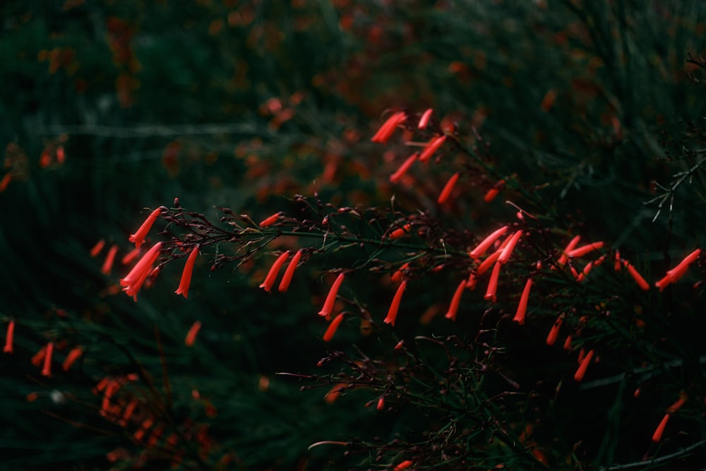 a close up of a tree with red needles