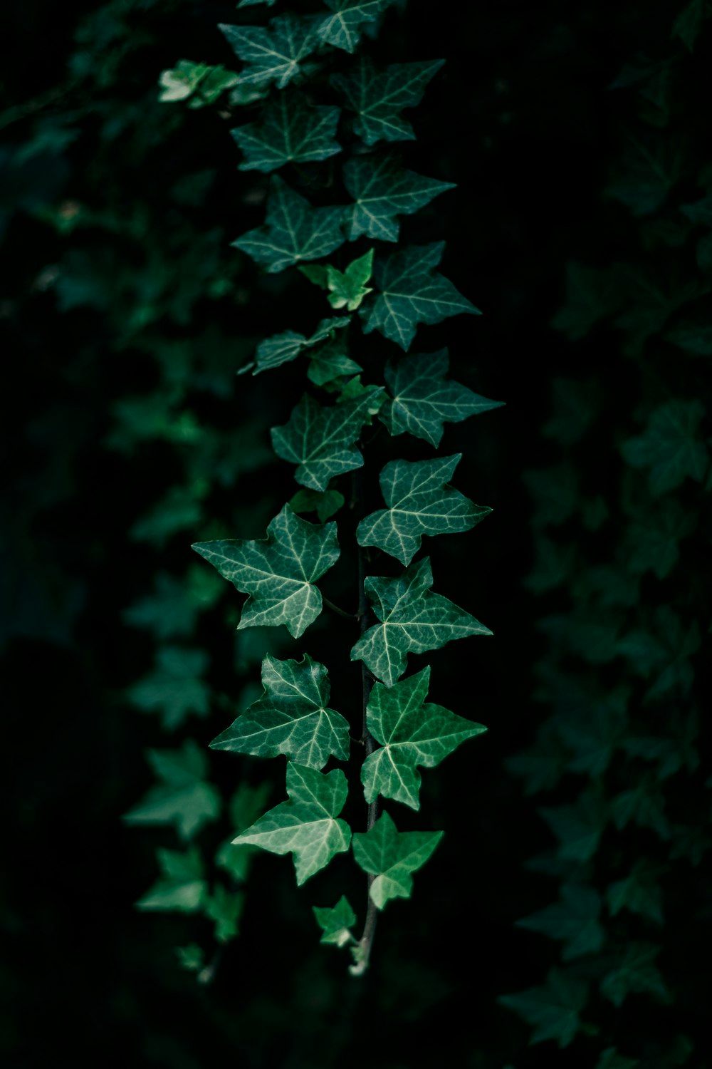 a plant with green leaves on a dark background