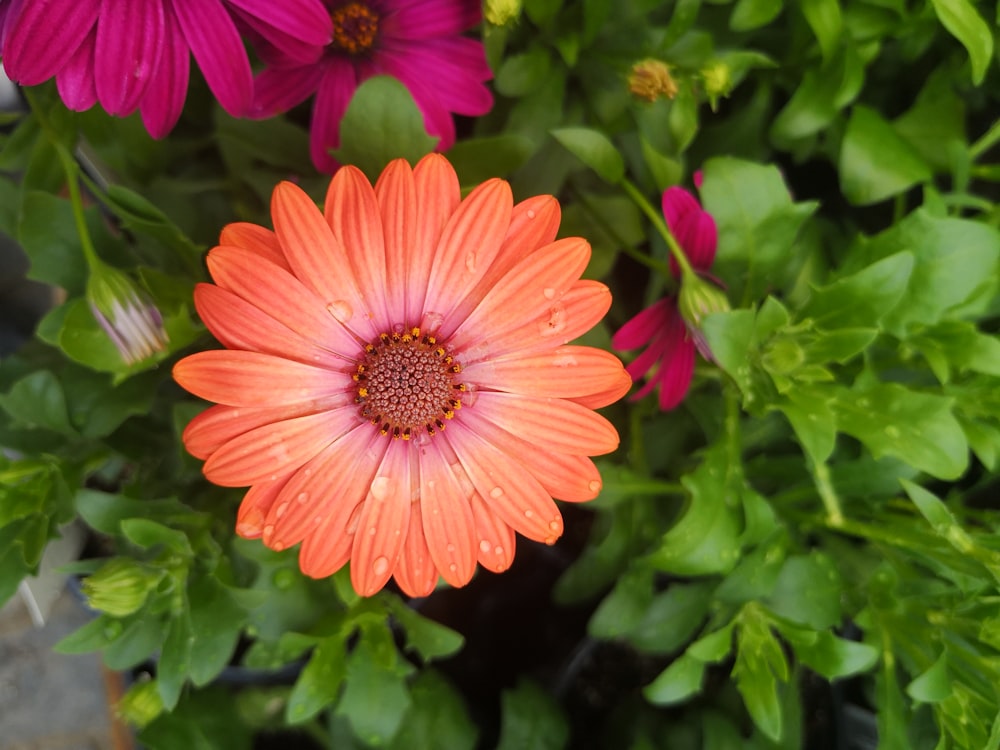 a close up of a flower