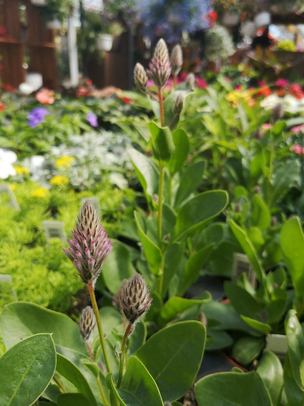 a garden filled with lots of green plants