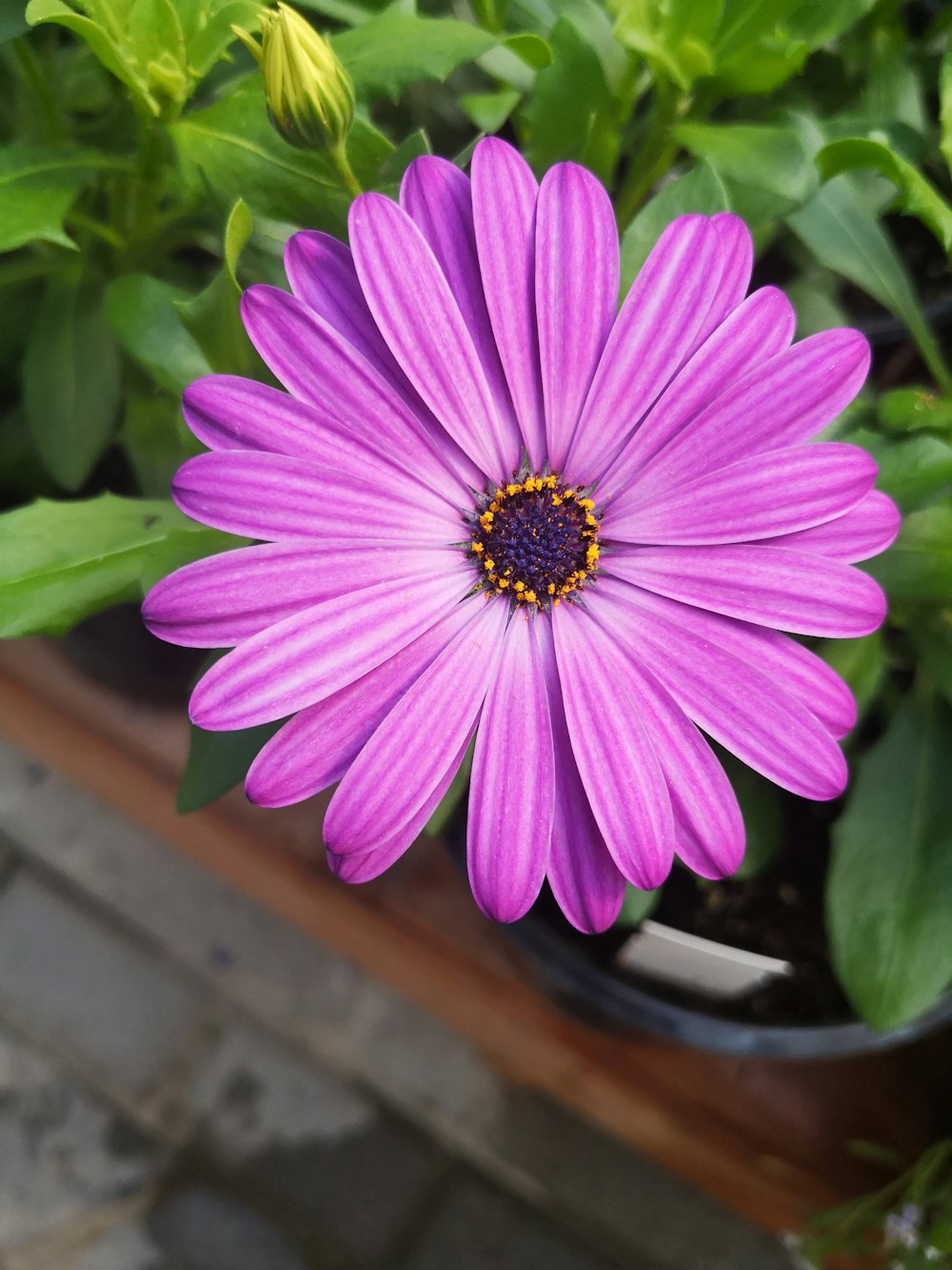 a close up of a purple flower in a pot