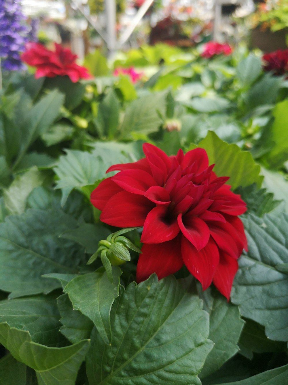 a red flower in a garden filled with lots of green leaves