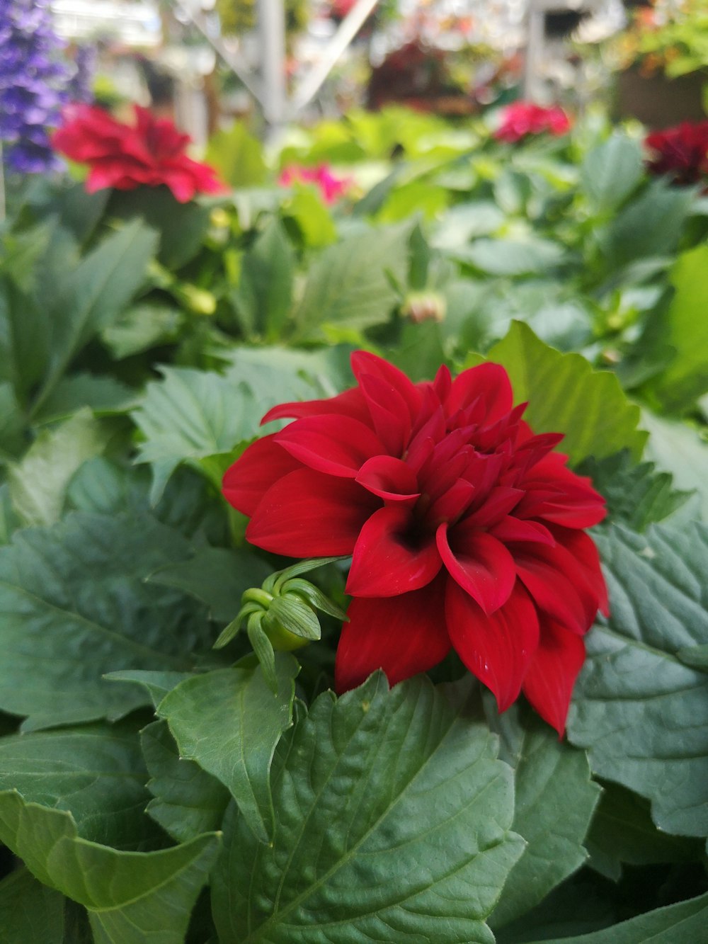 eine rote Blume in einem Garten voller grüner Blätter