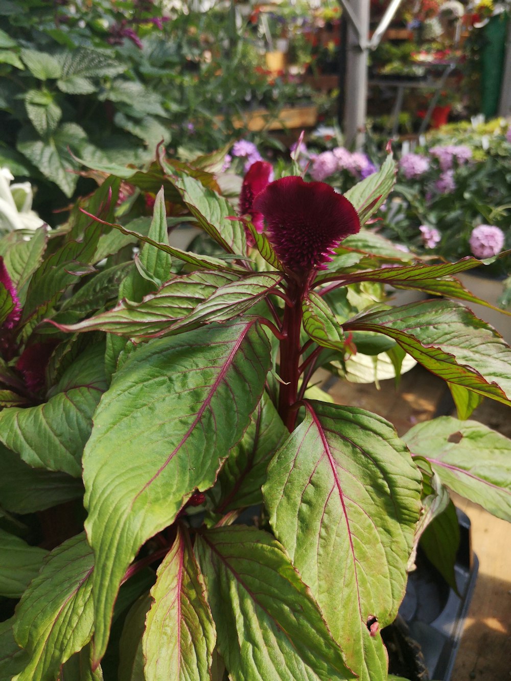 a close up of a plant in a greenhouse