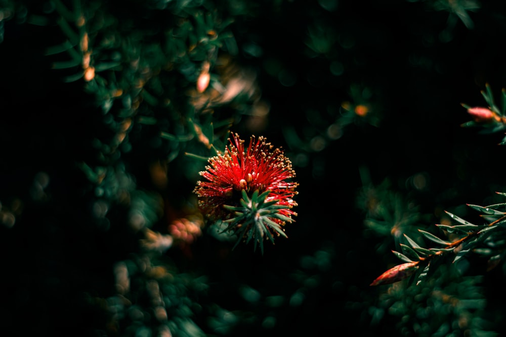 a close up of a red flower on a tree