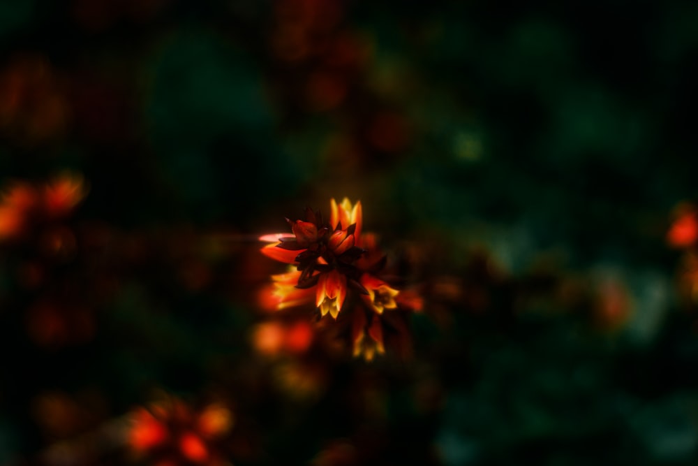 a close up of a red and yellow flower