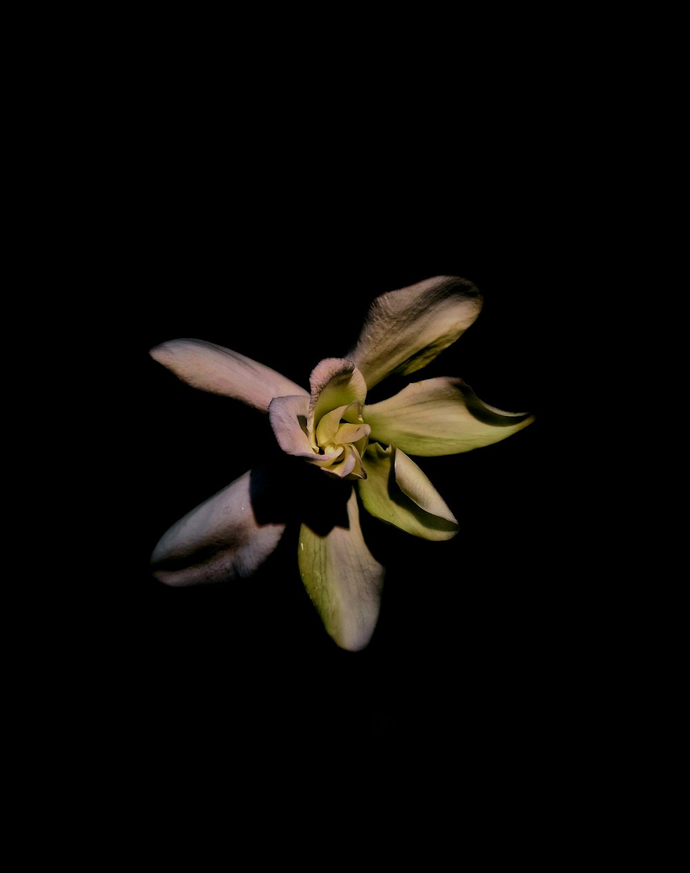 a close-up of a flower