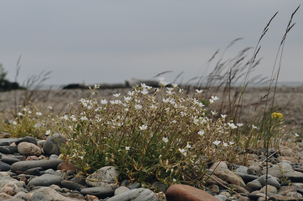 a bunch of flowers that are on some rocks