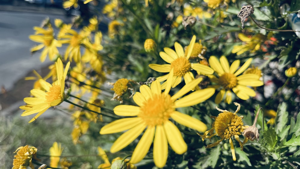 Un ramo de flores amarillas en un campo