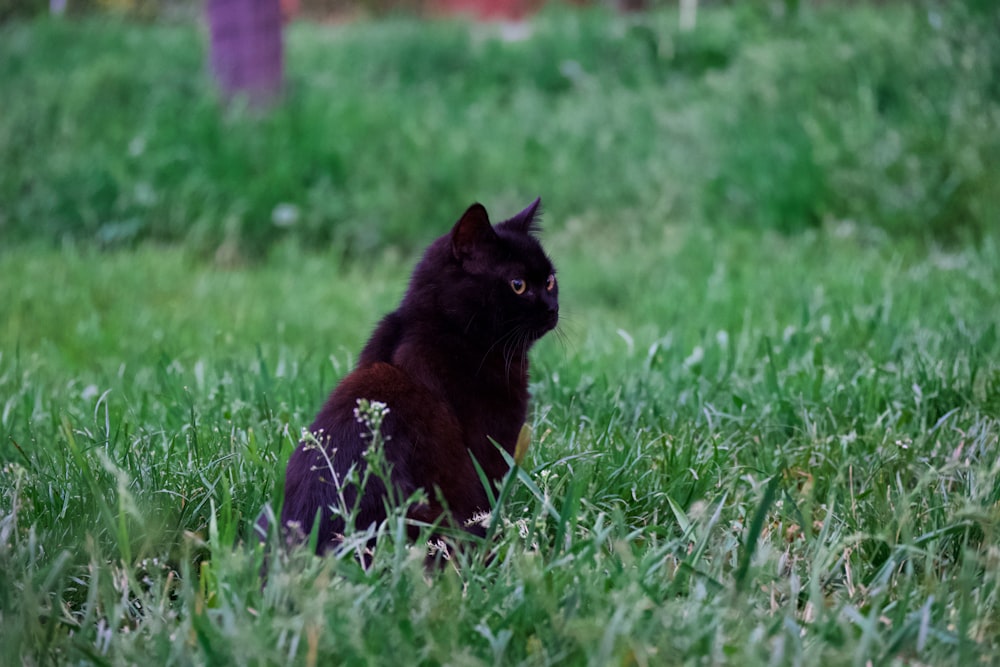 a black cat is sitting in the grass