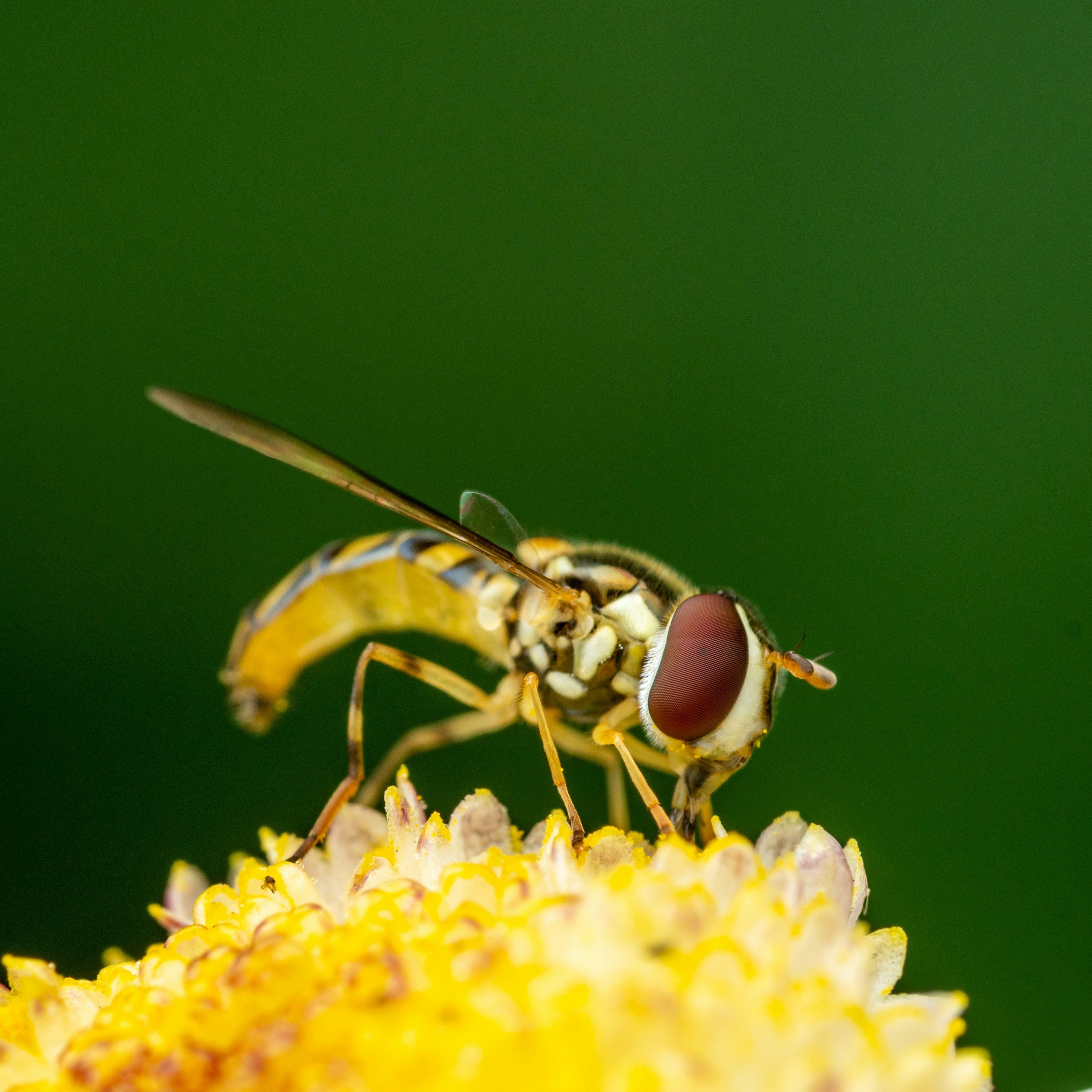 Photo by skylerewing