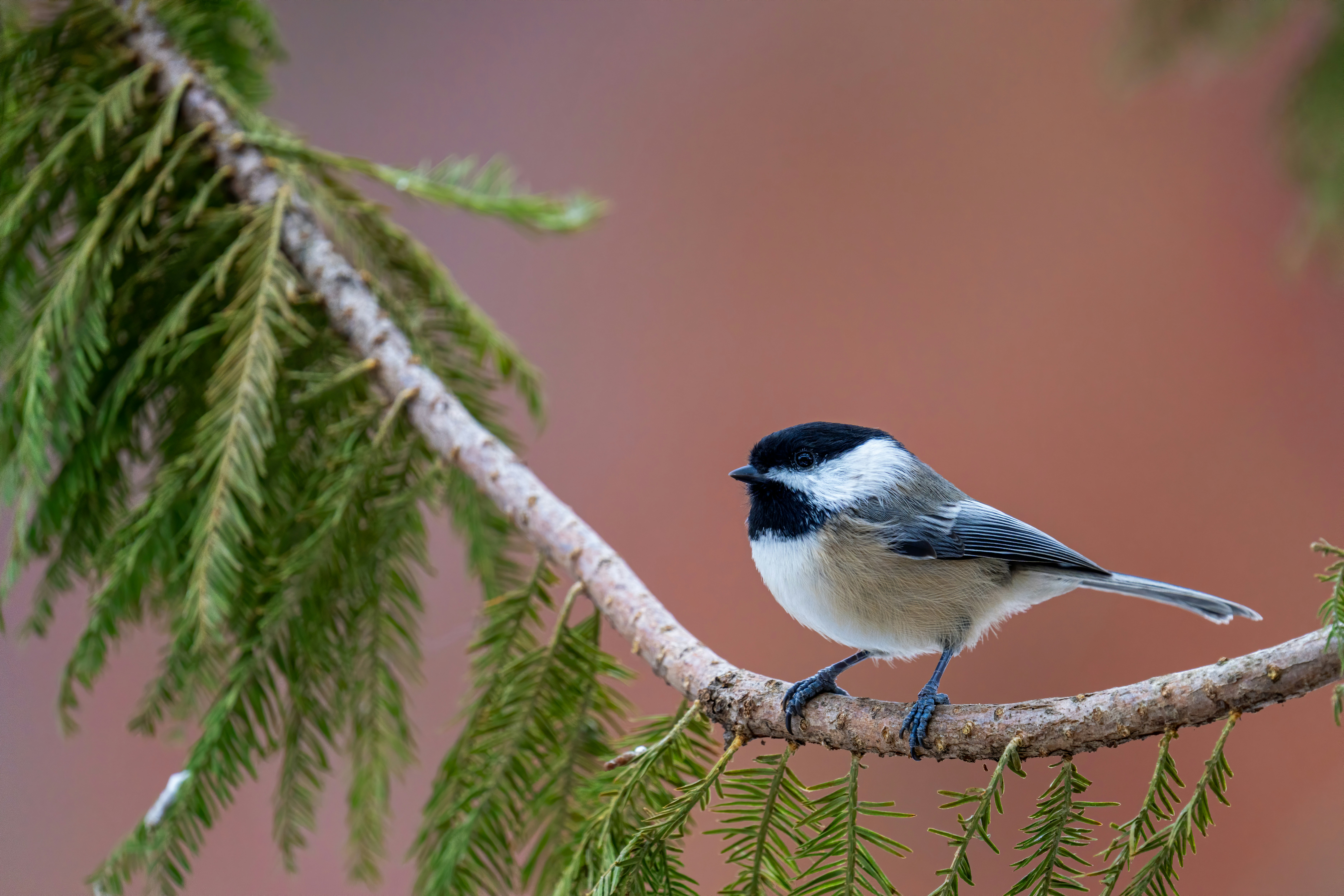 Photo by skylerewing