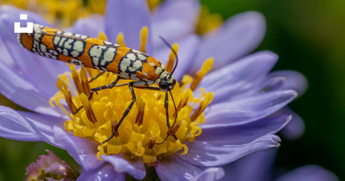 Patineuse Insect Gros plan d’un insecte sur une fleur photo – Photo Plante Gratuite sur ...