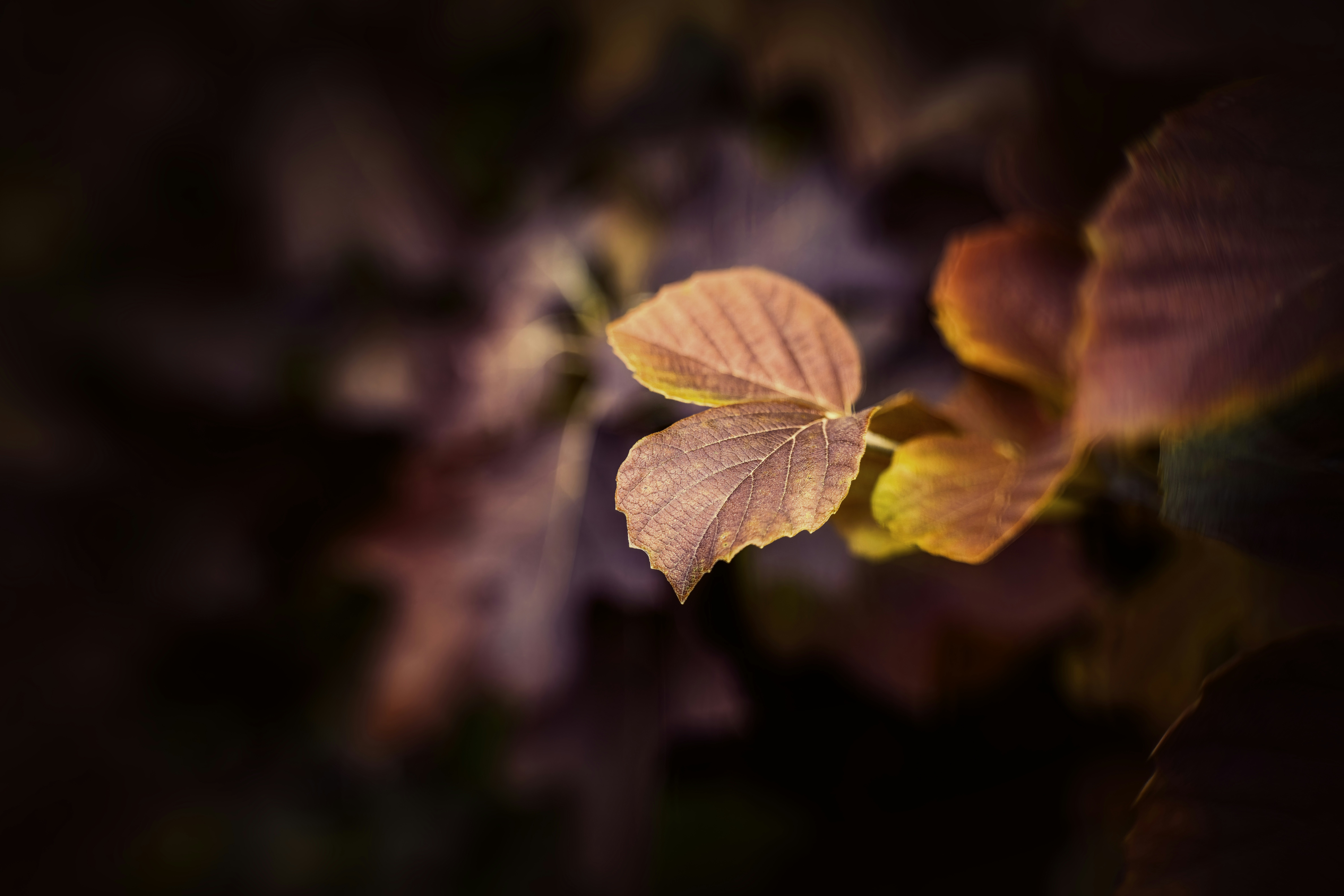 Photo by skylerewing