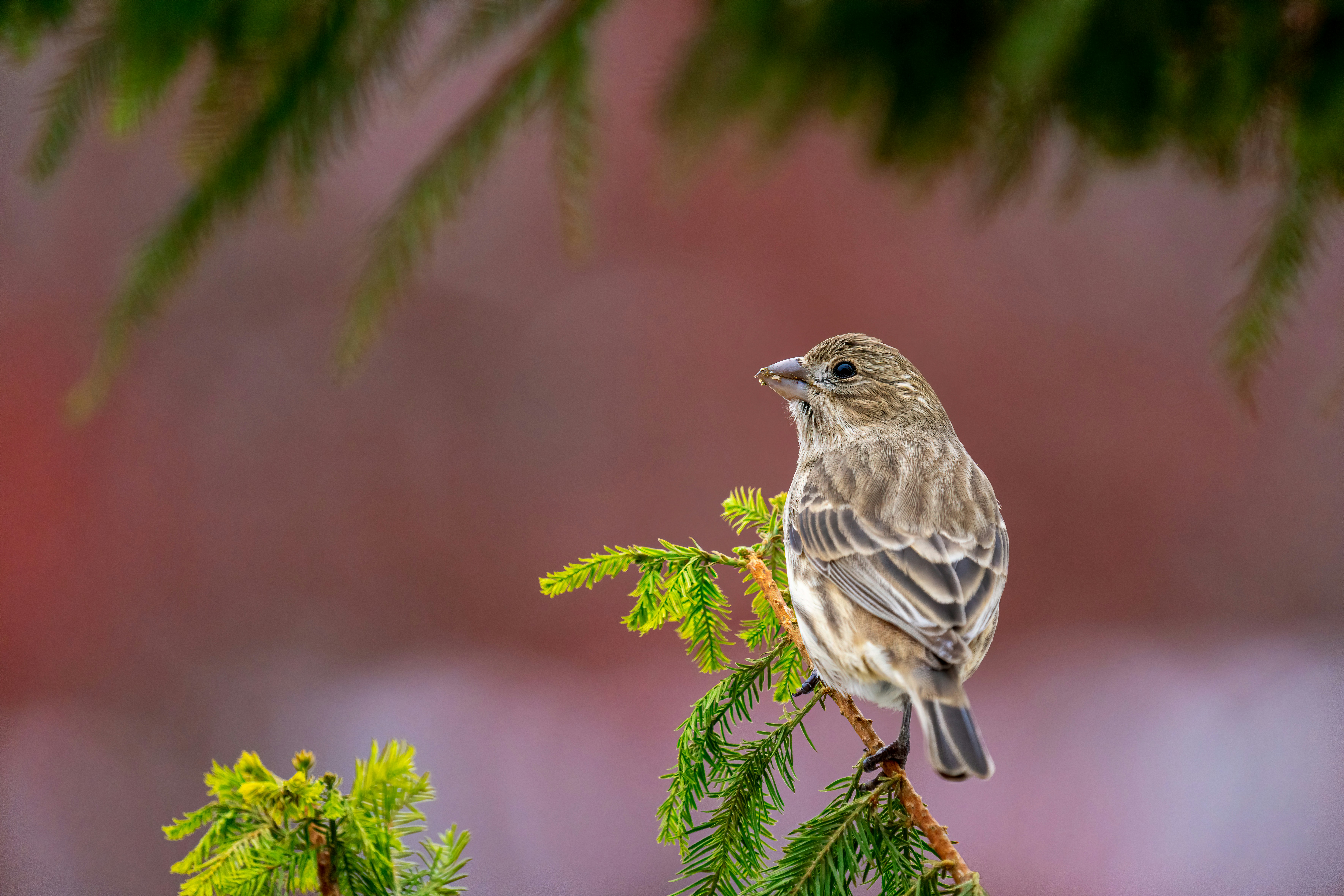 Photo by skylerewing