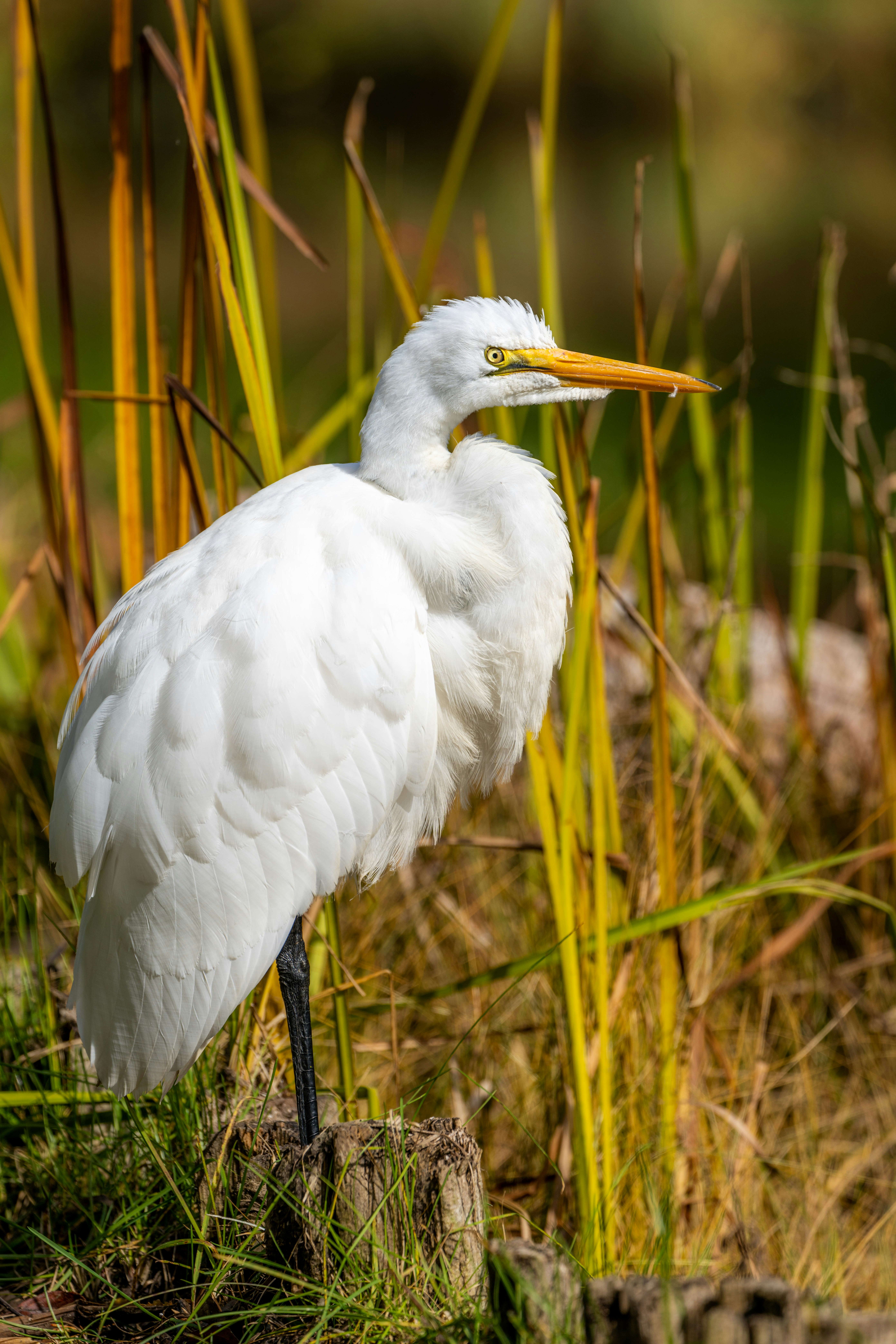 Photo by skylerewing