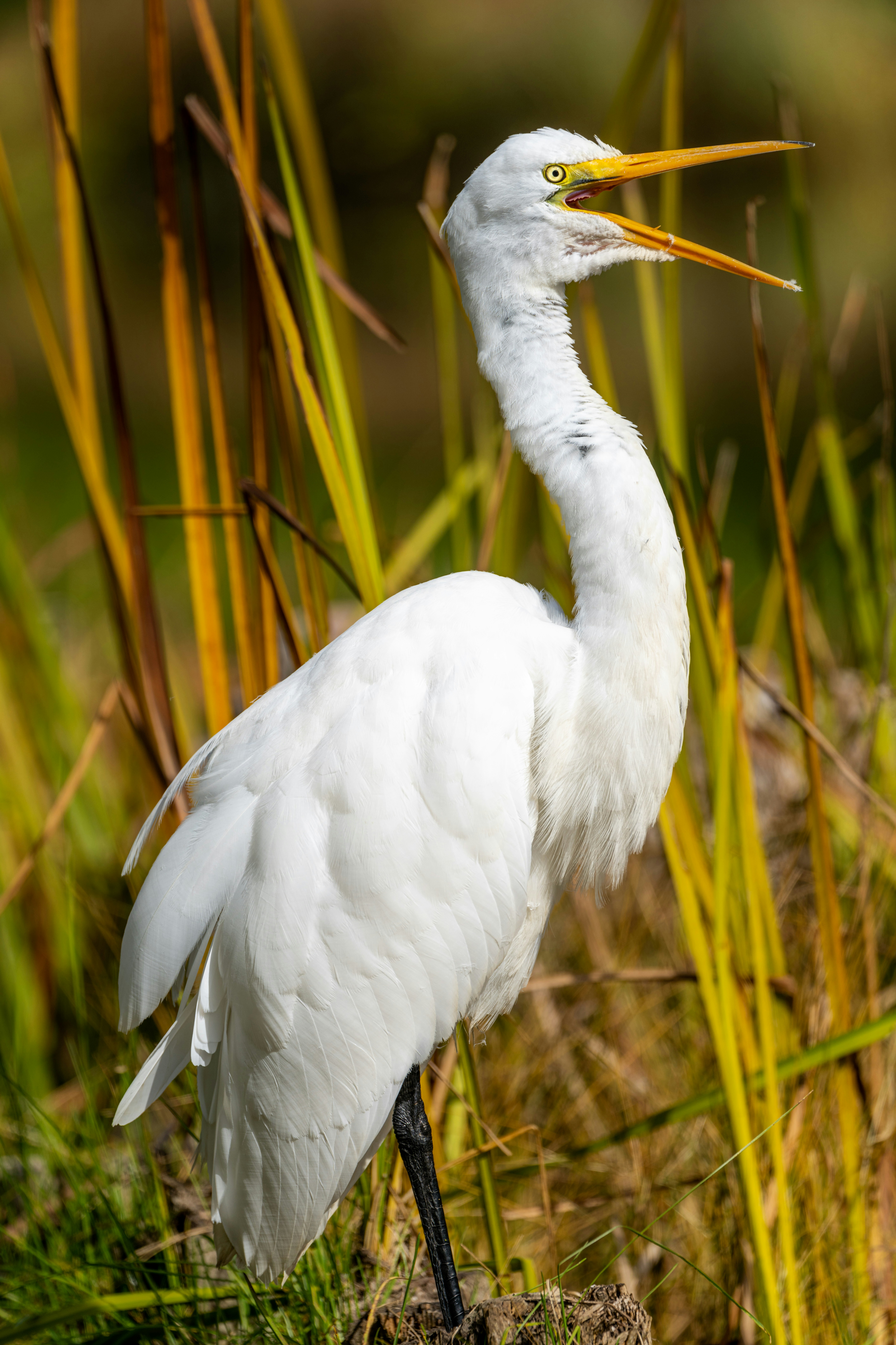 Photo by skylerewing