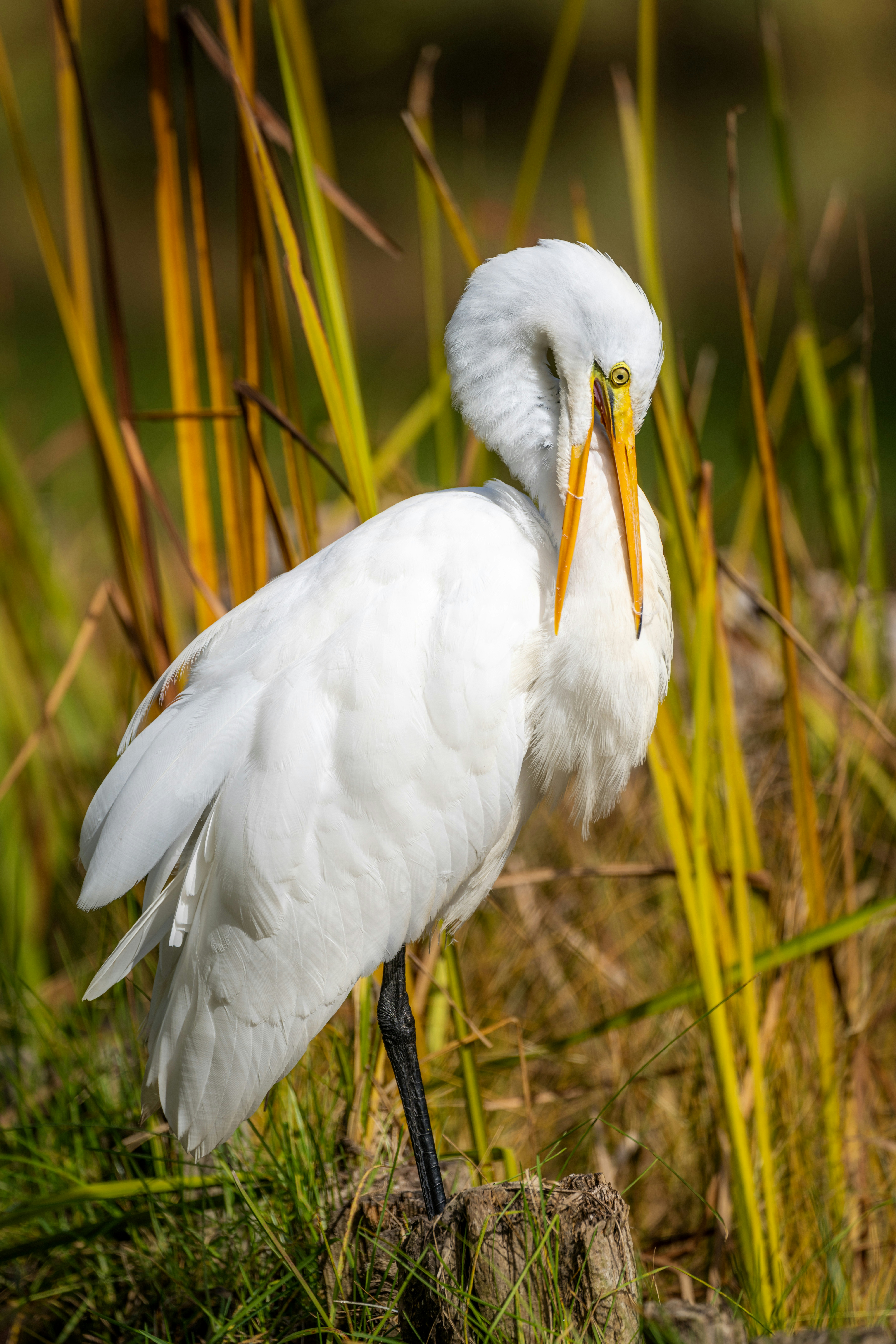 Photo by skylerewing