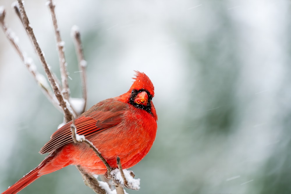 a red bird sitting on a branch in the snow