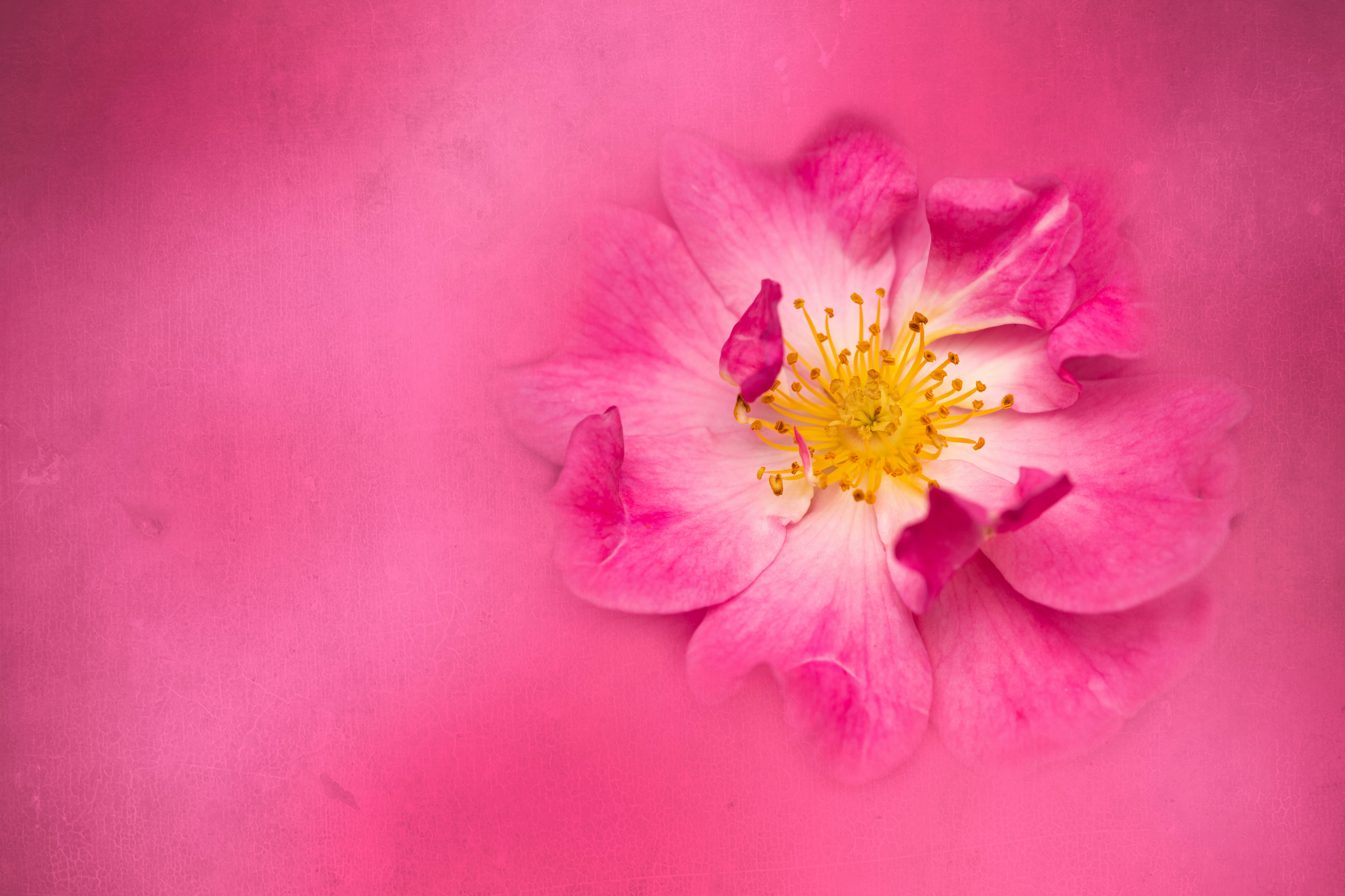 Photo by skylerewing