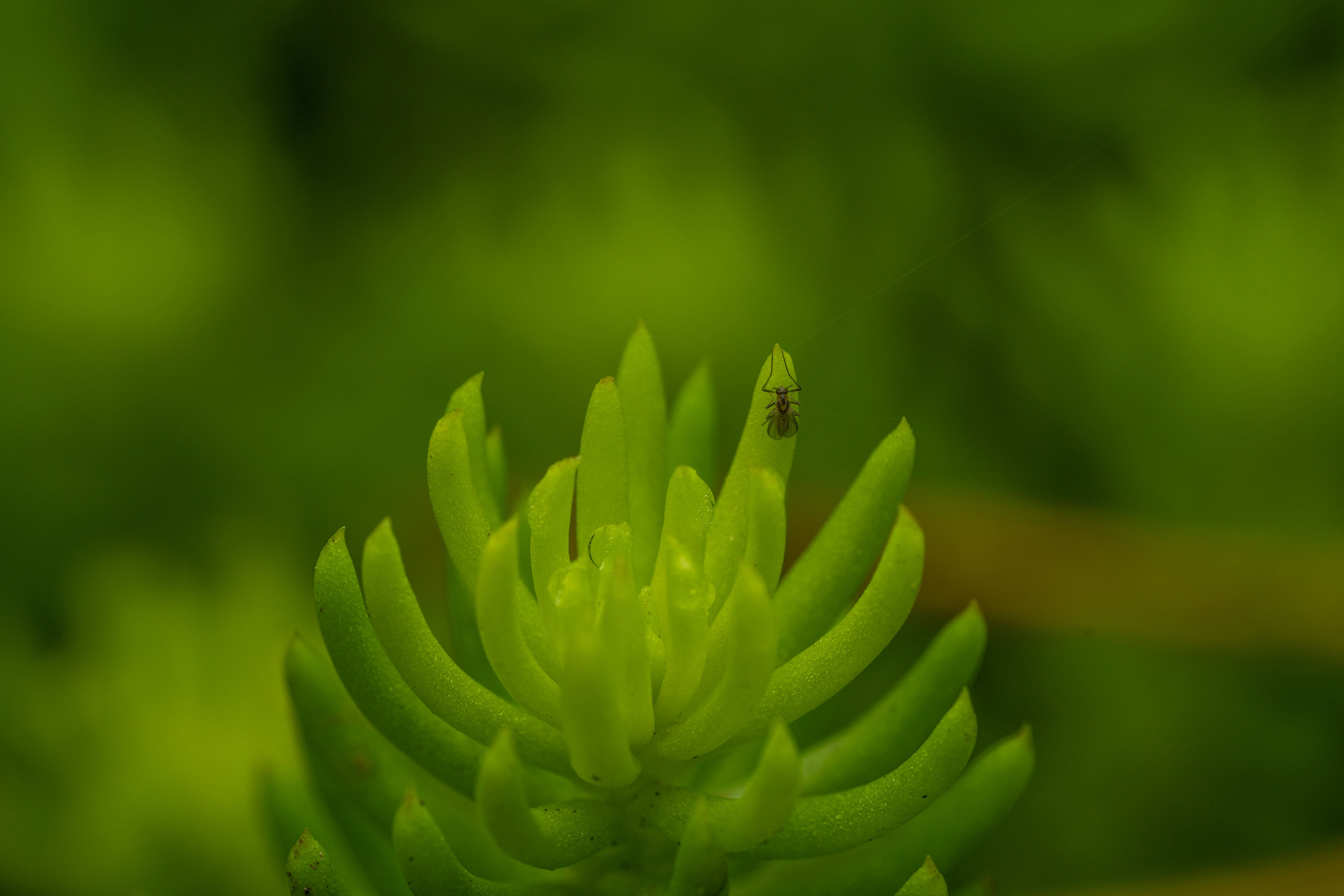 Photo by skylerewing