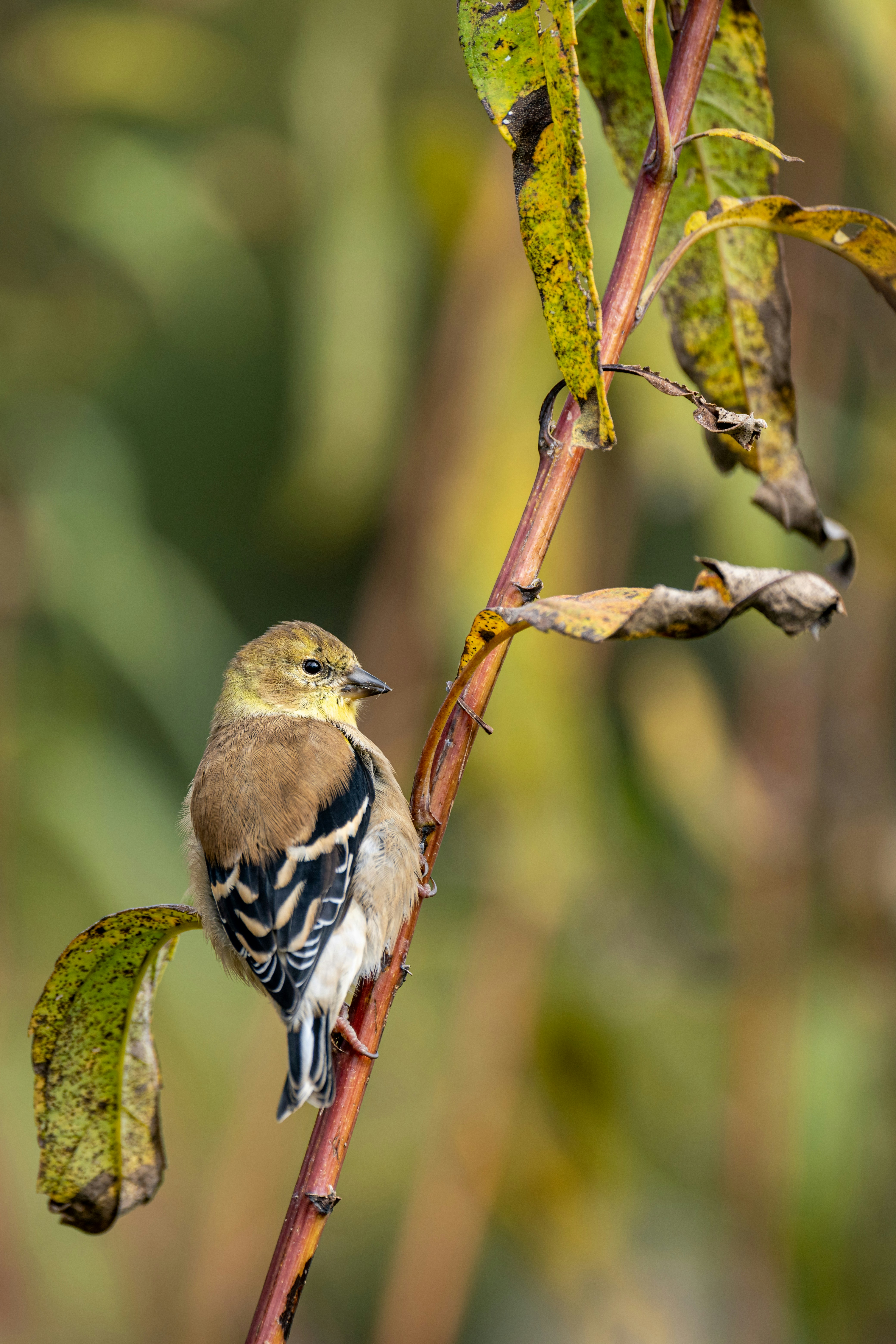 Photo by skylerewing