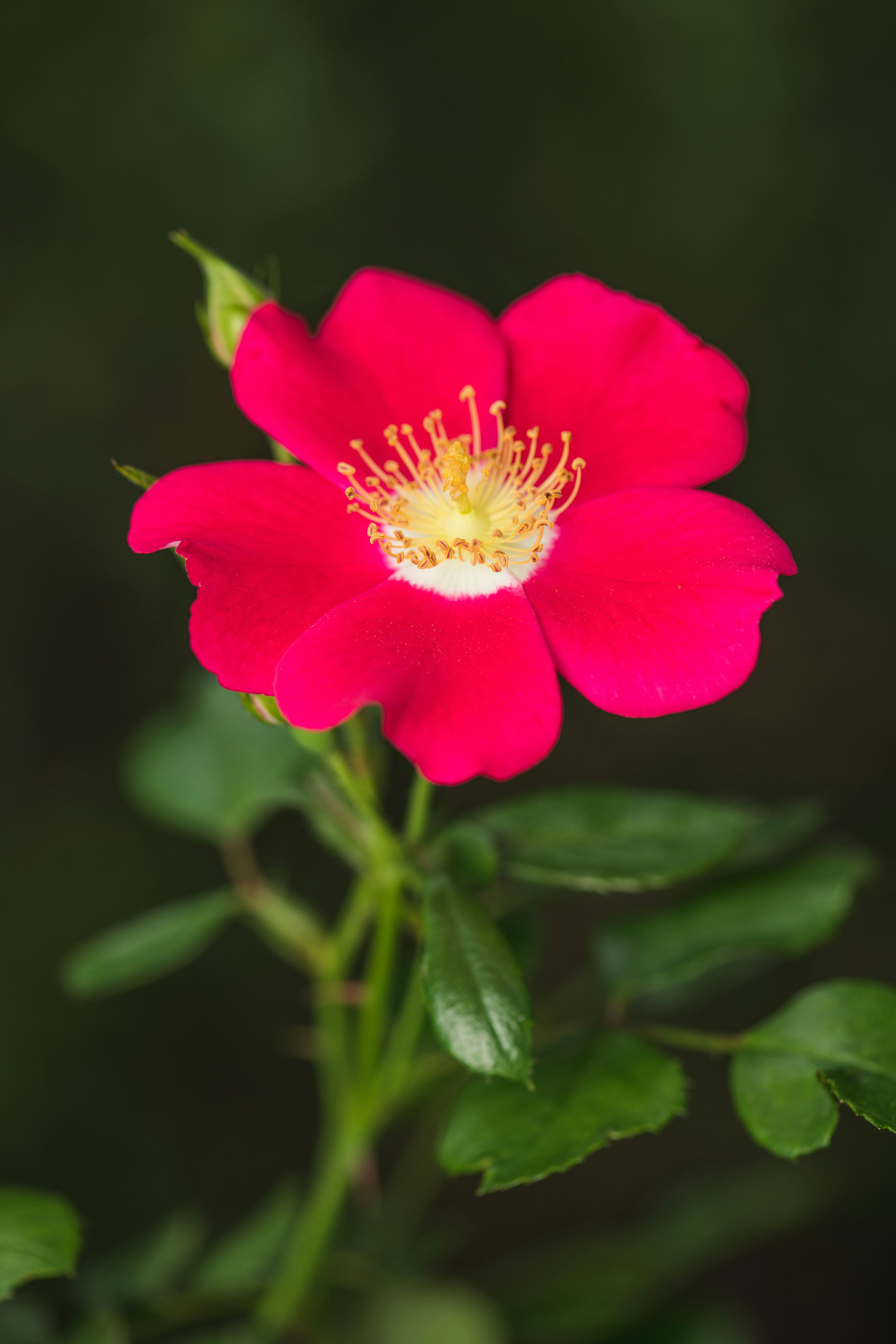 Photo by skylerewing