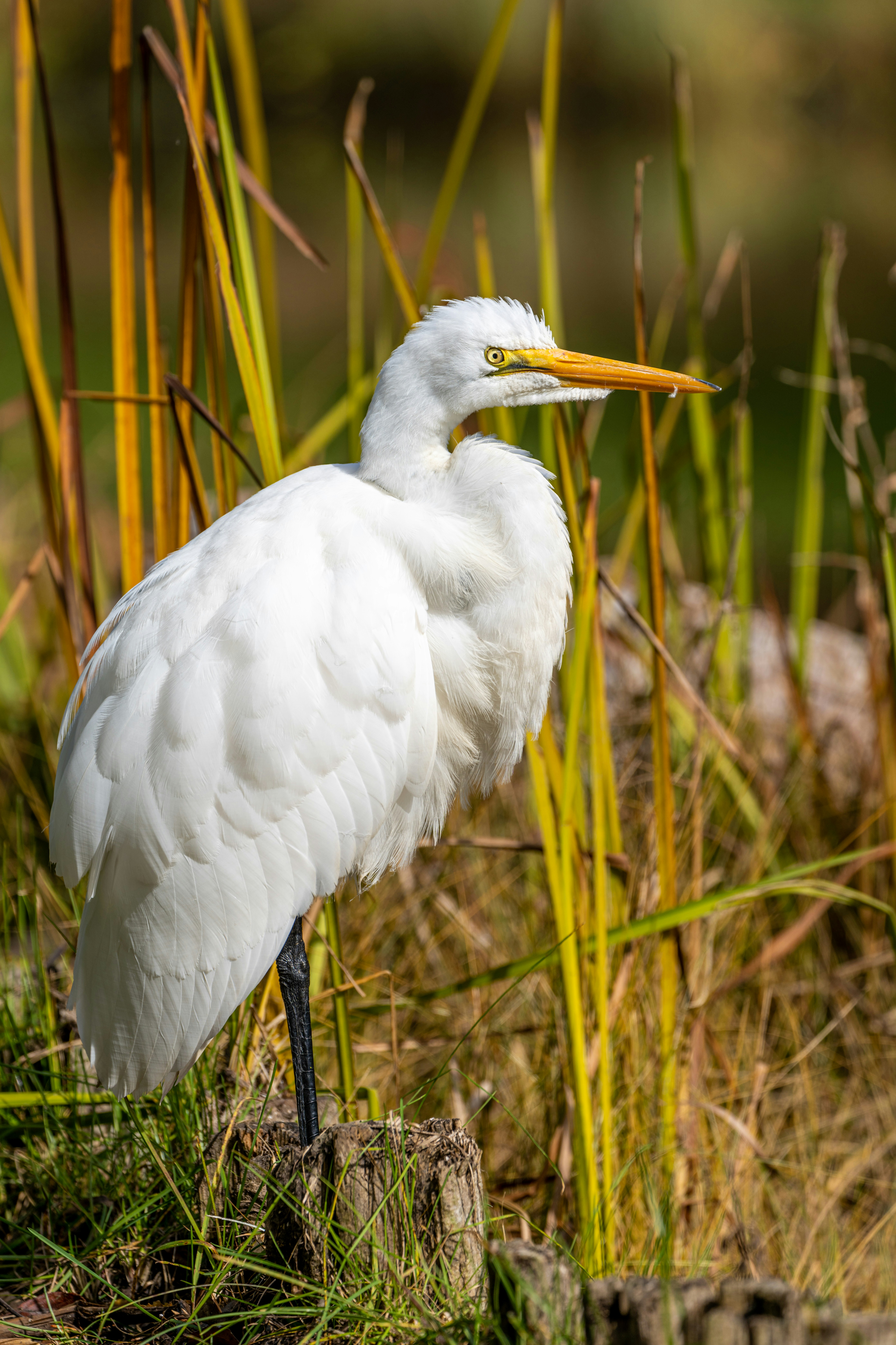 Photo by skylerewing