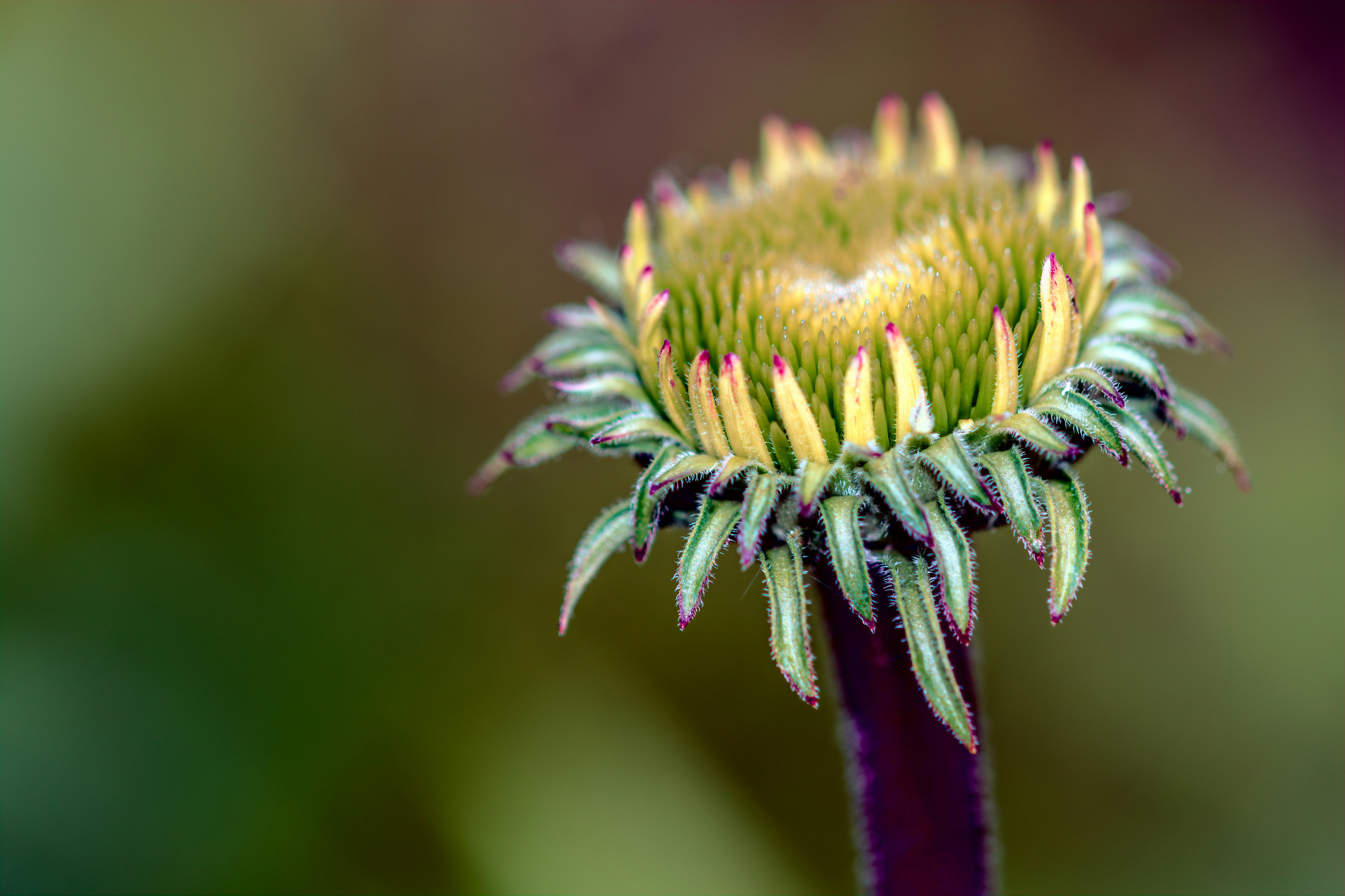 Photo by skylerewing