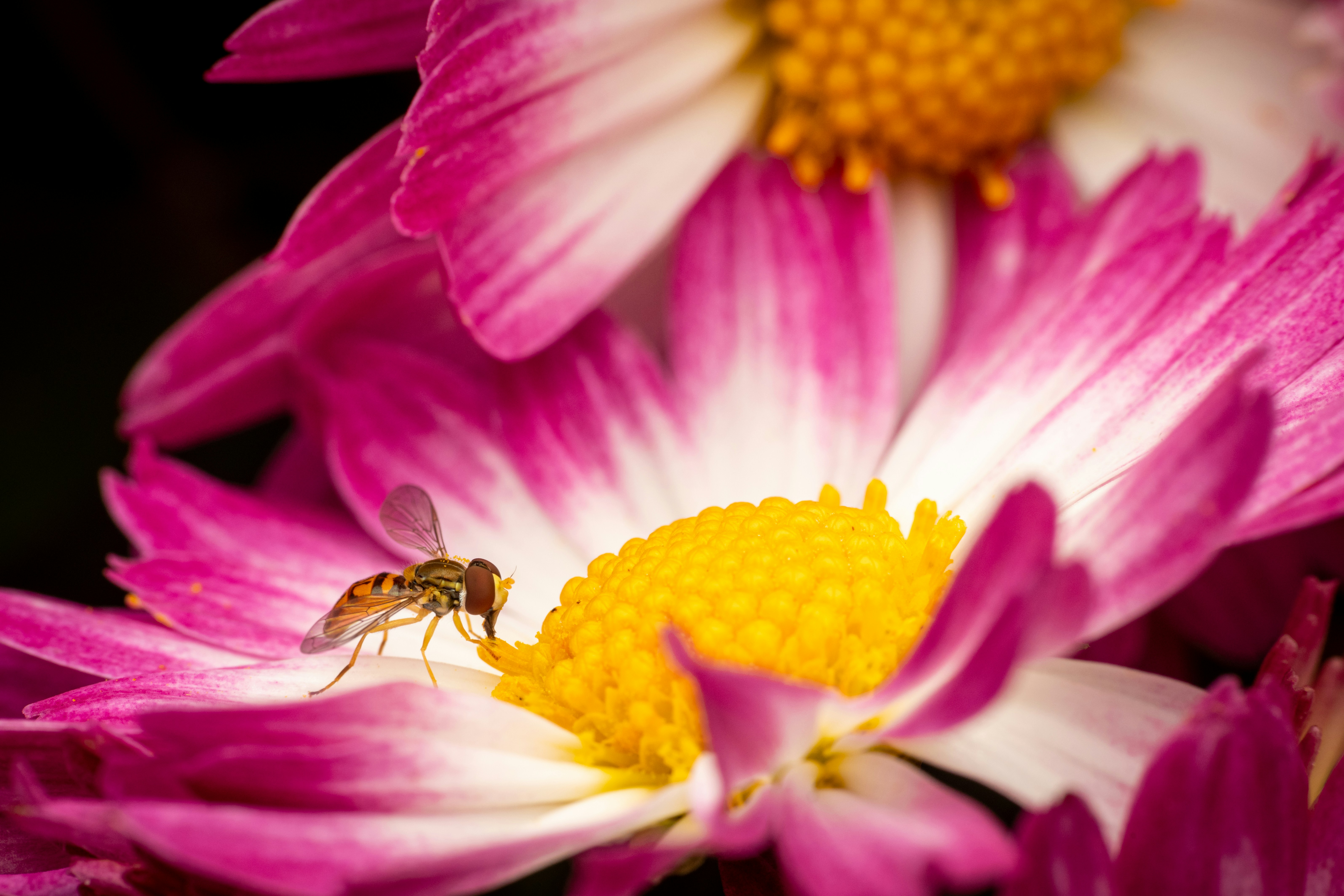 Photo by skylerewing