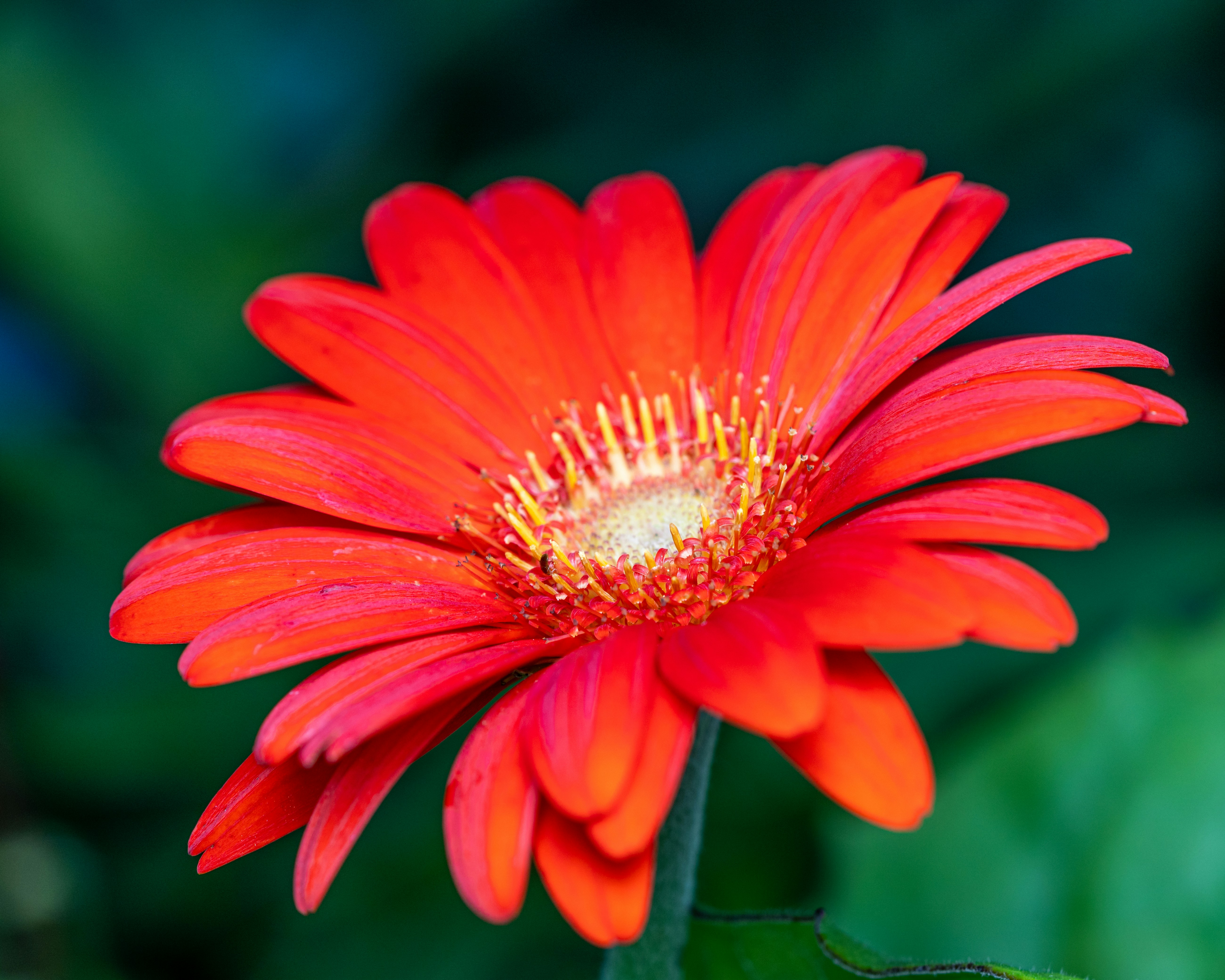 Photo by skylerewing