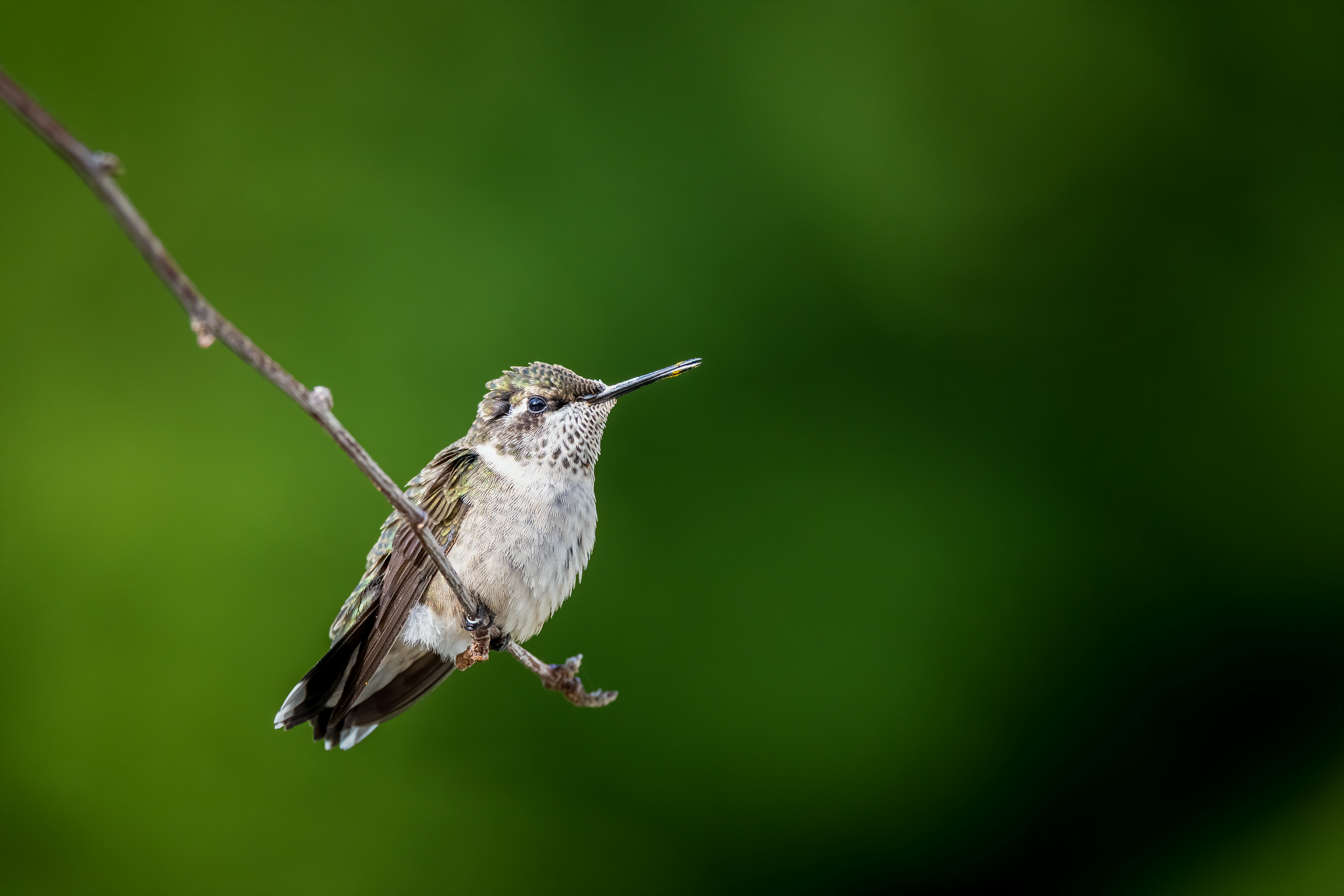 Photo by skylerewing