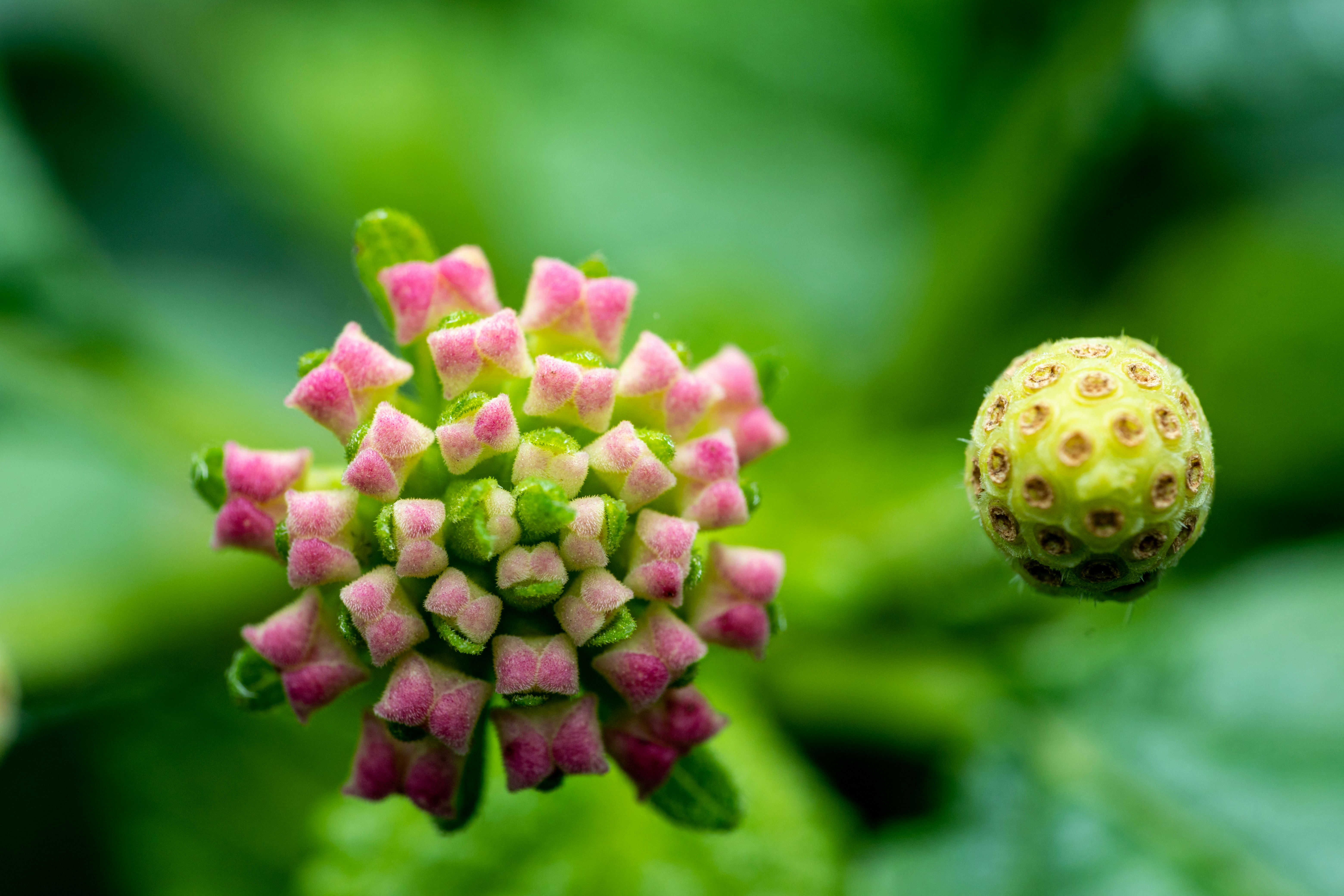 Photo by skylerewing