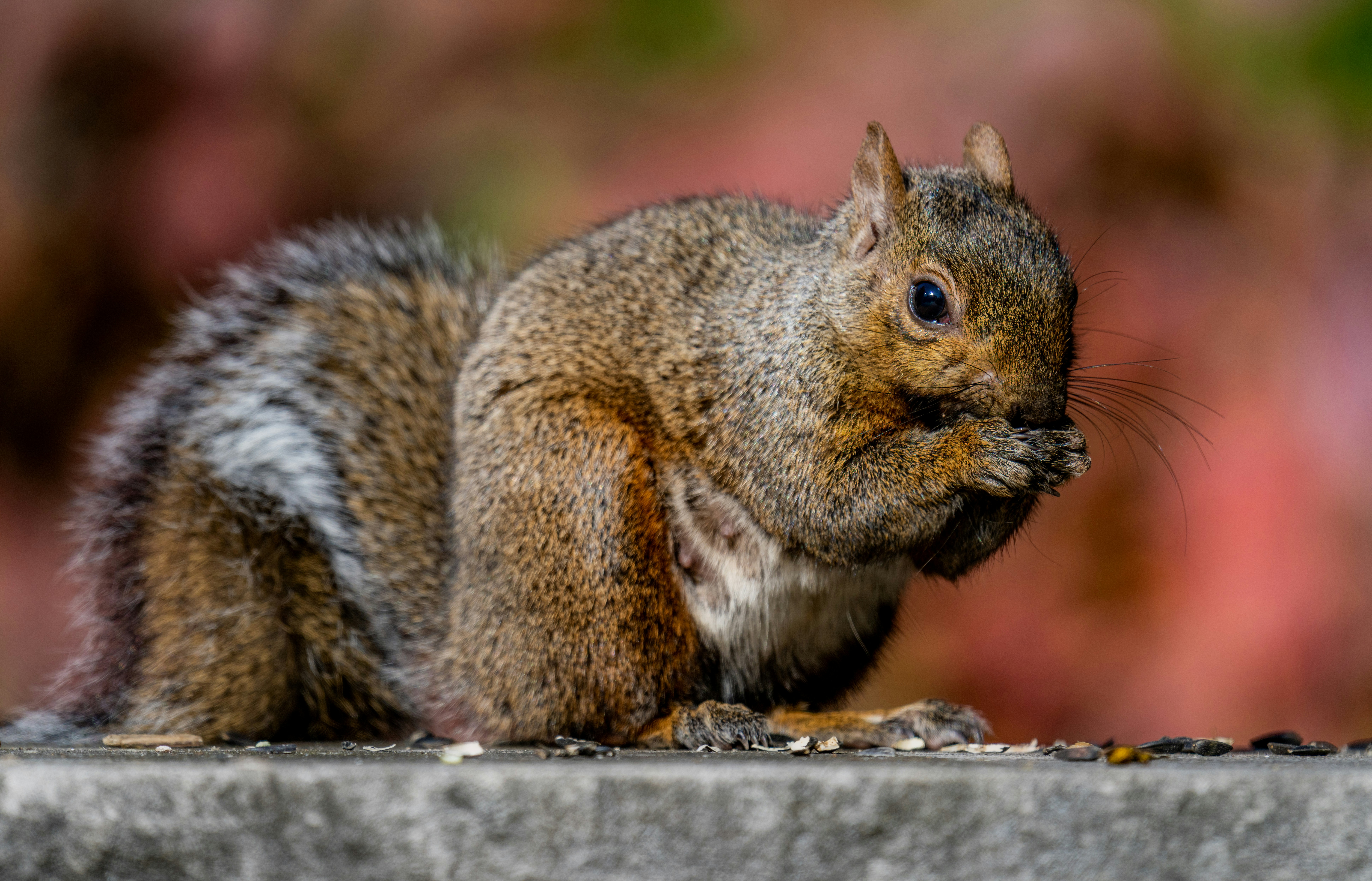 Photo by skylerewing