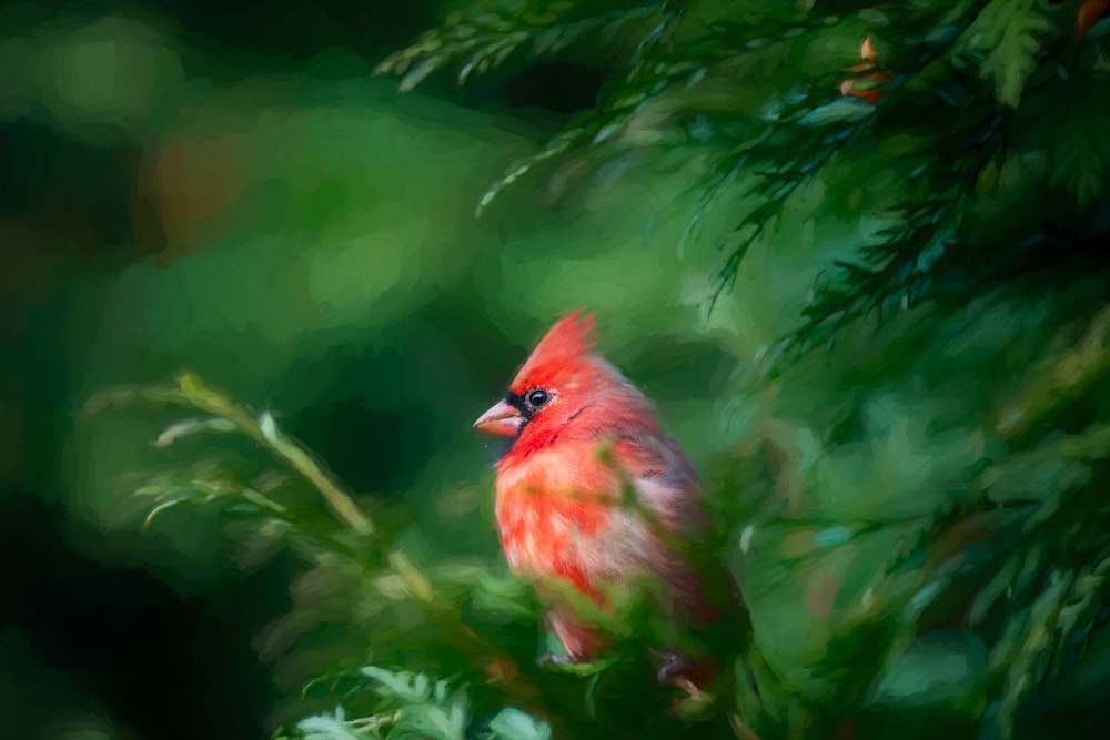 Un pájaro rojo encaramado en la cima de la rama de un árbol