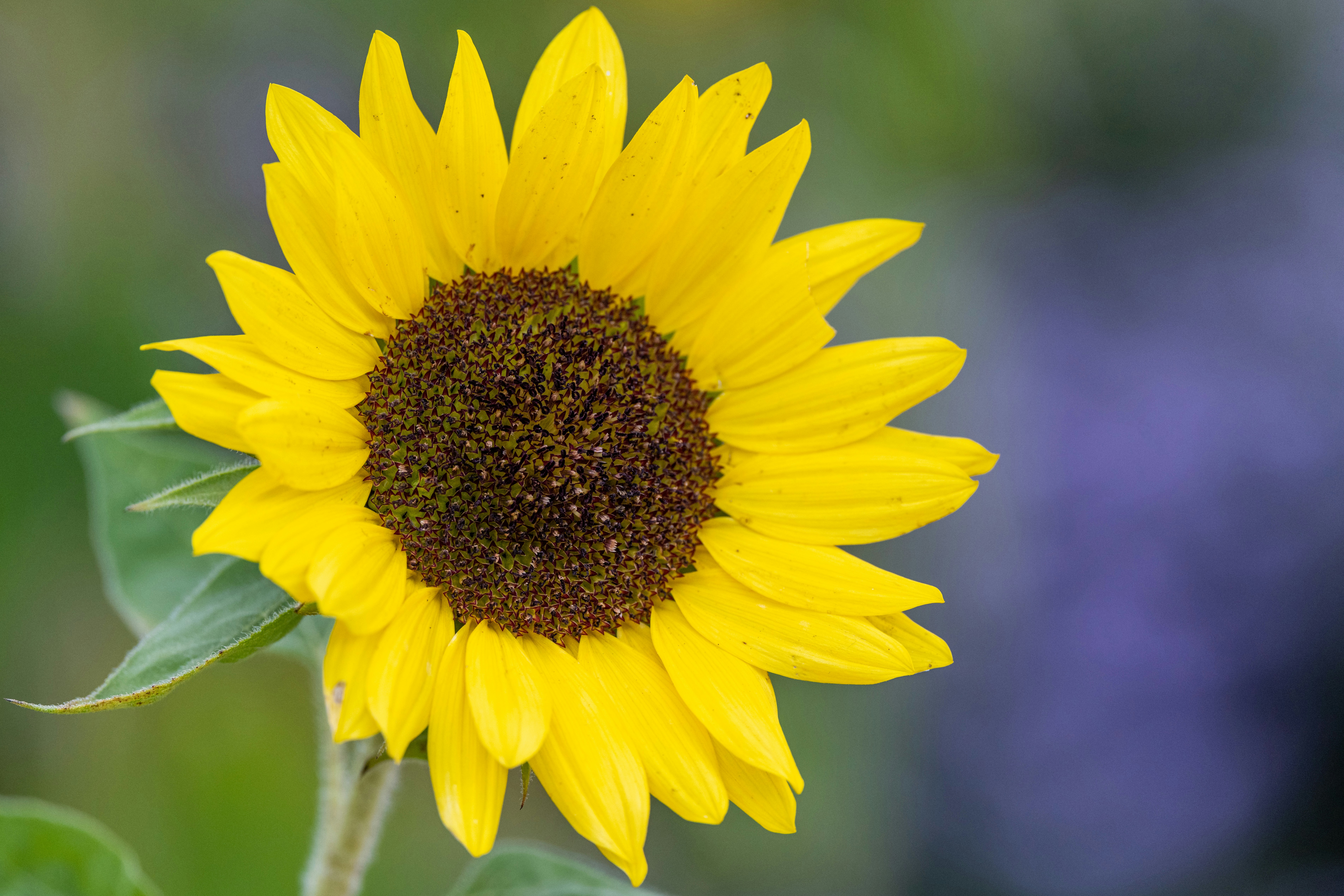 Photo by skylerewing