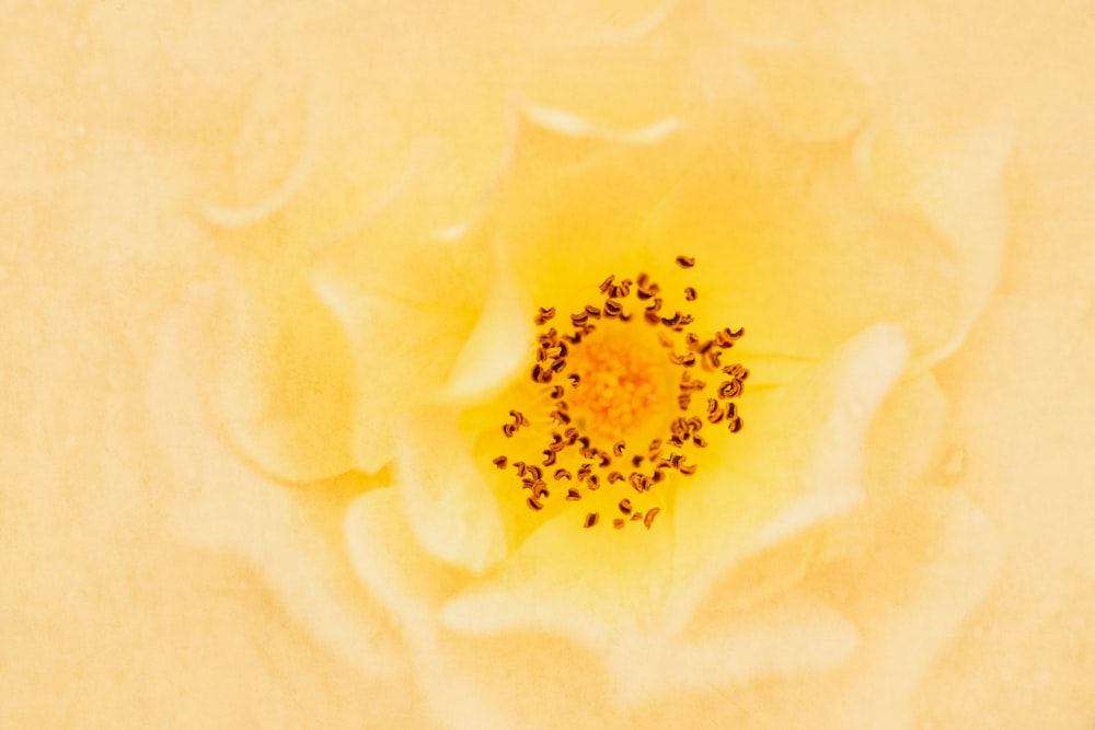 a close up of a white rose with a yellow center